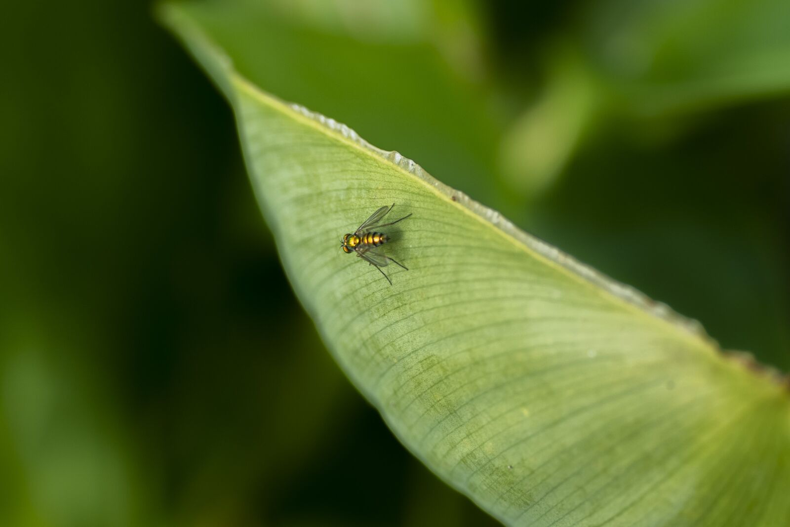 Panasonic Lumix DMC-FZ1000 sample photo. Fly, insect, leaf photography
