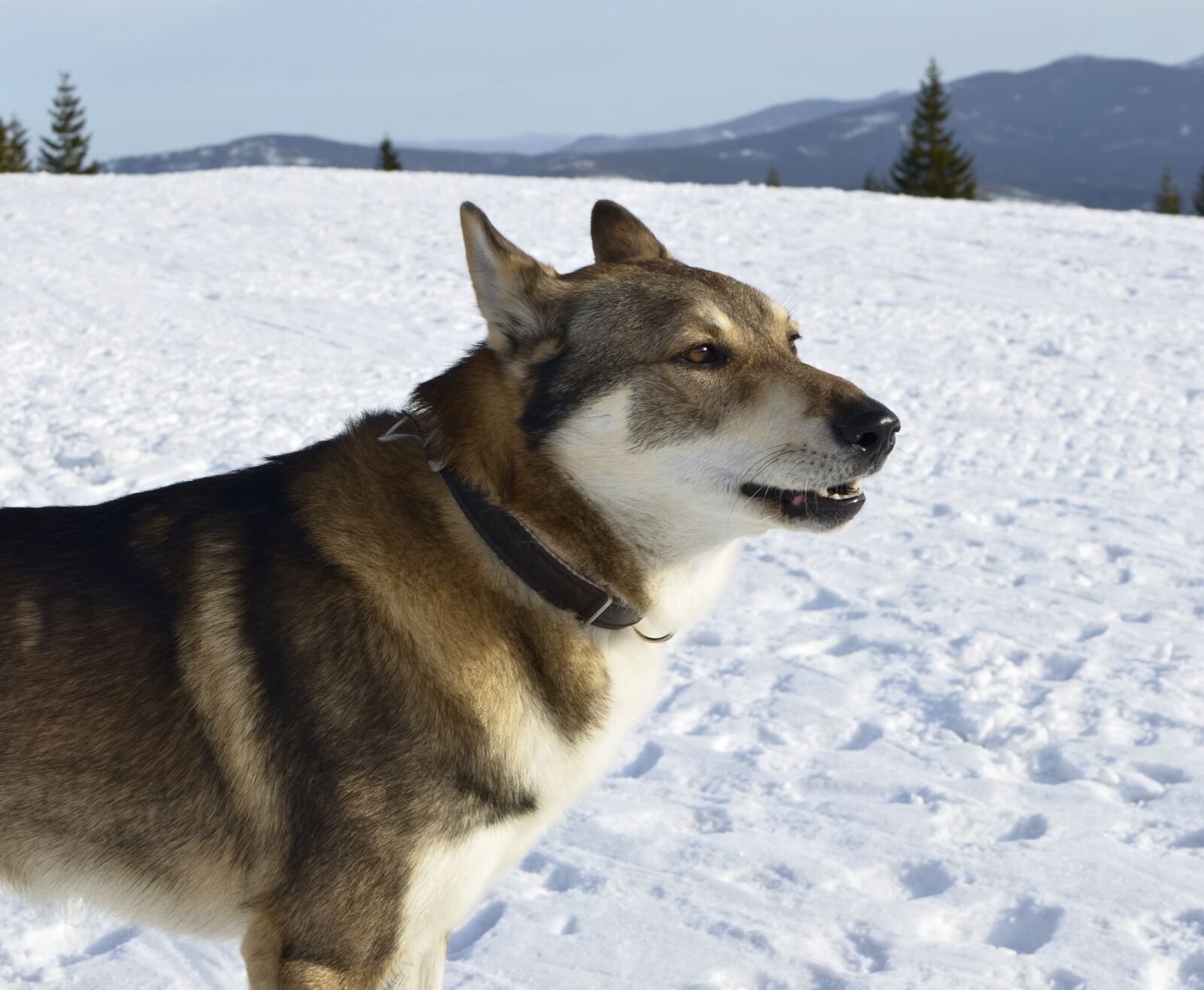 Nikon D7000 sample photo. Dog, winter, animals photography
