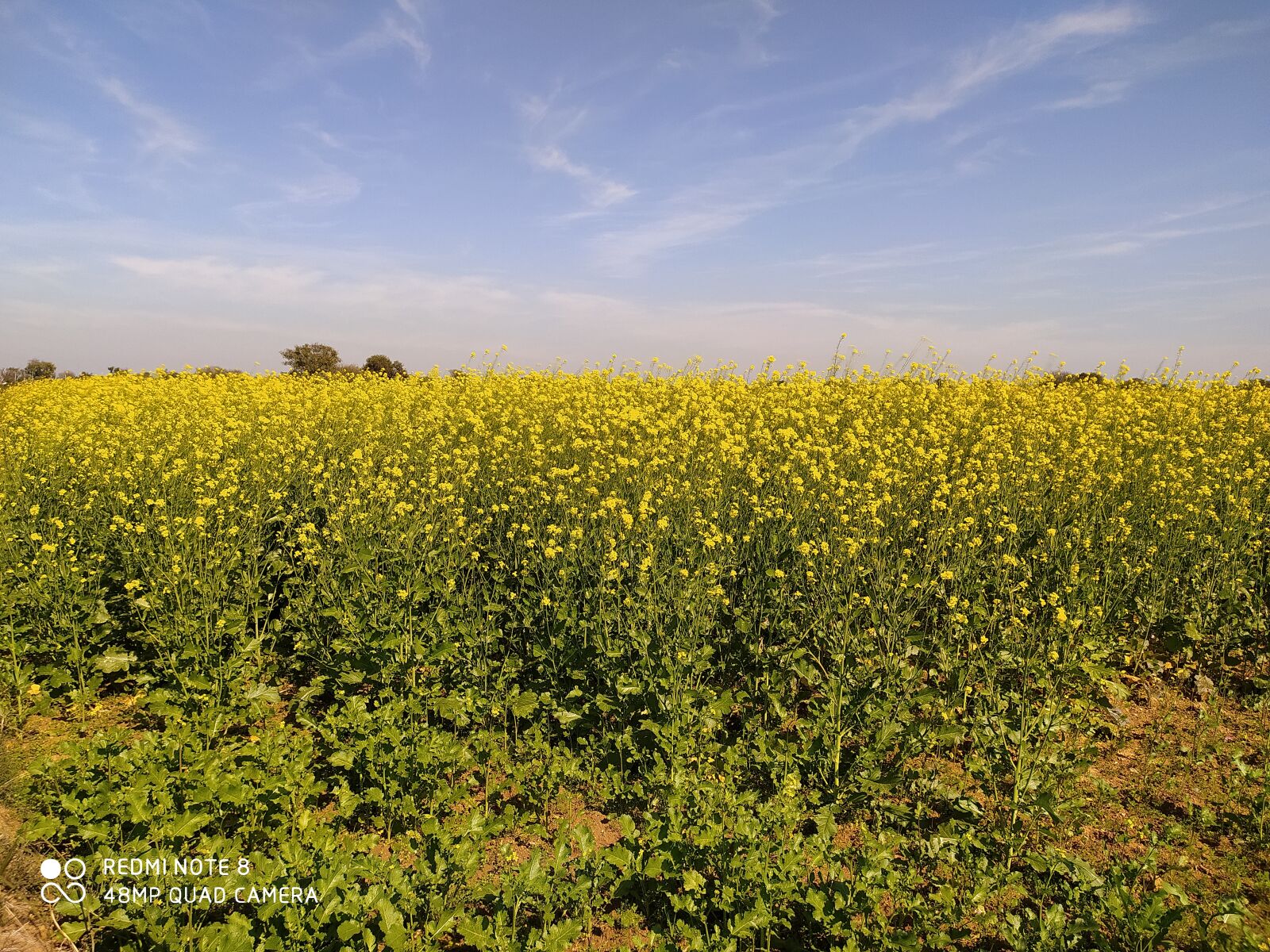 Xiaomi Redmi Note 8 sample photo. Mustard, chambal, native photography