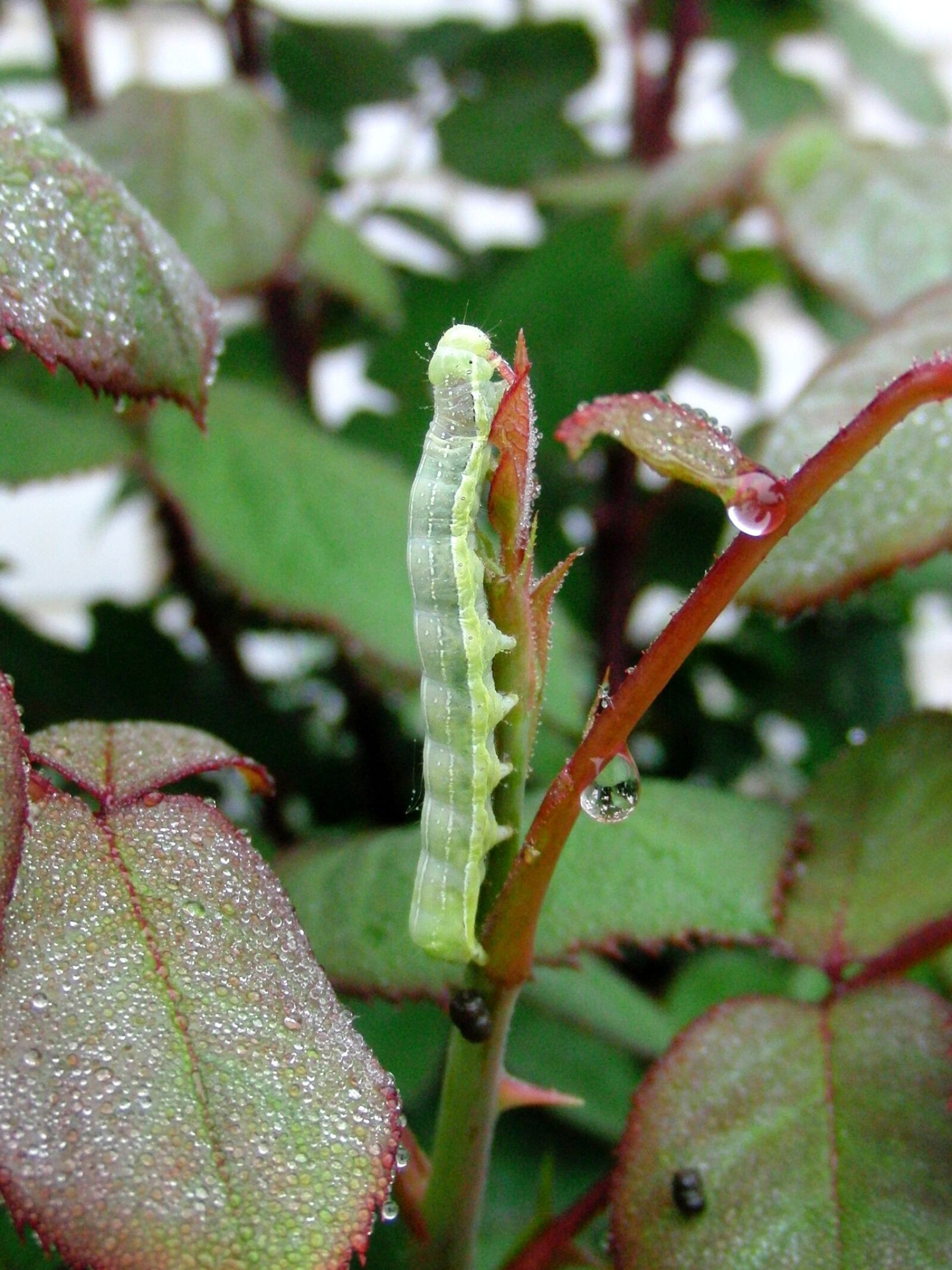 CASIO EX-FC100 sample photo. Caterpillar, branch, green caterpillar photography