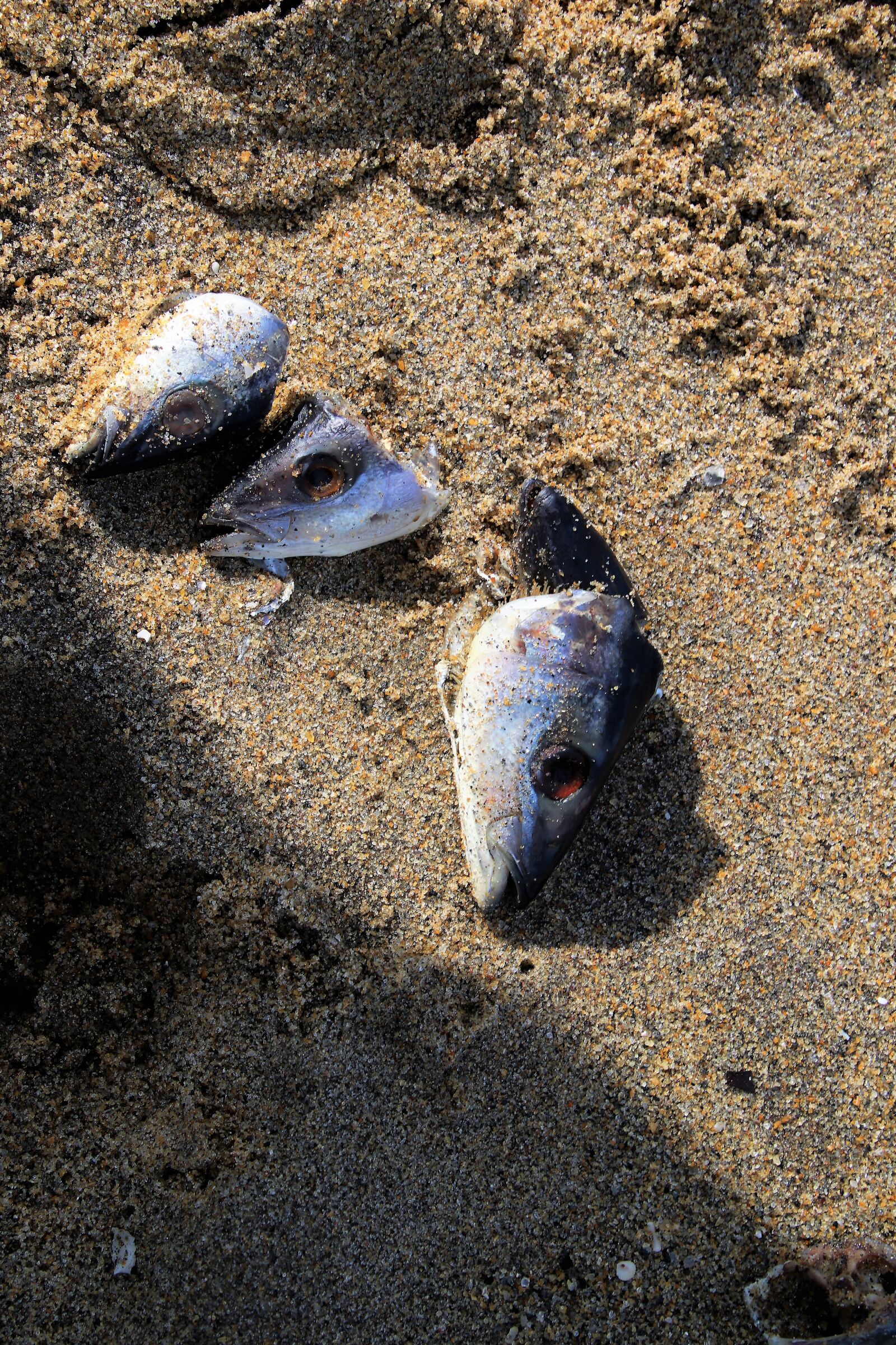 Canon EOS 80D sample photo. The remains, fish, sand photography
