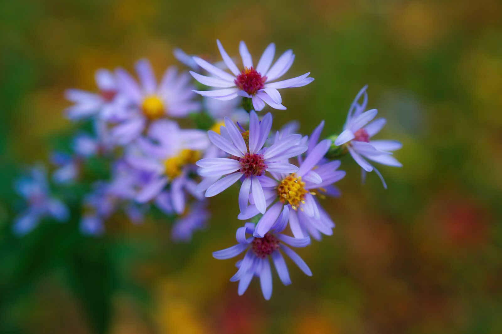 Sony FE 50mm F2.8 Macro sample photo. Wildflowers, blue, outdoors photography
