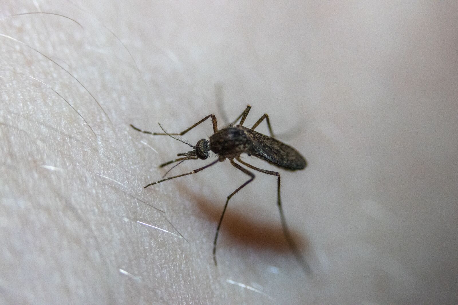 Canon EOS 90D sample photo. Bugs, insect, bug photography
