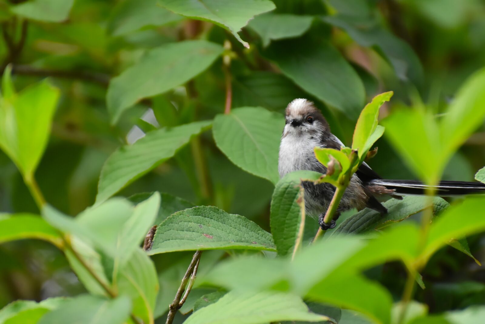 Nikon D7200 sample photo. Long tailed tit, little photography