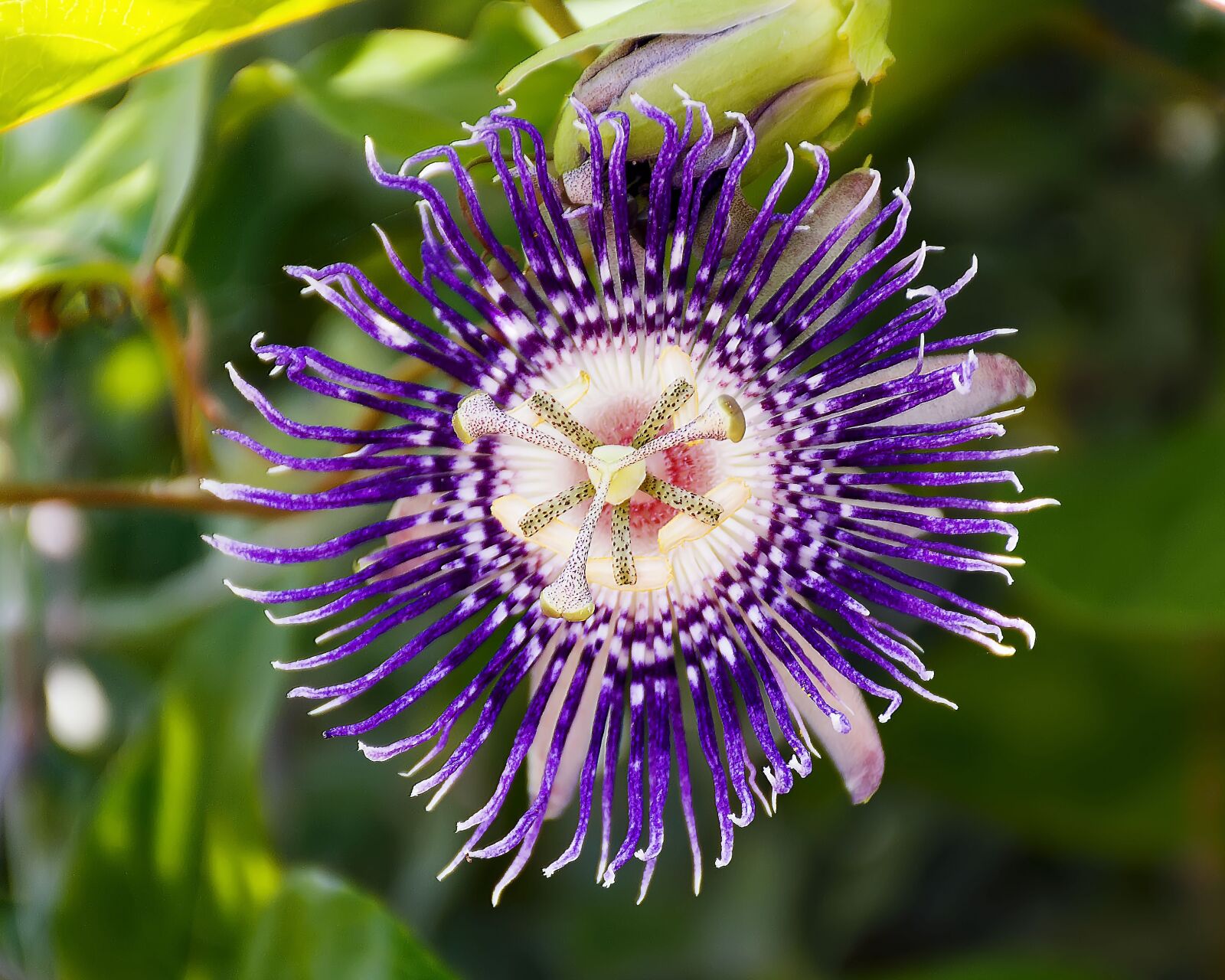 Nikon D7100 sample photo. Blossom, flower, nature photography