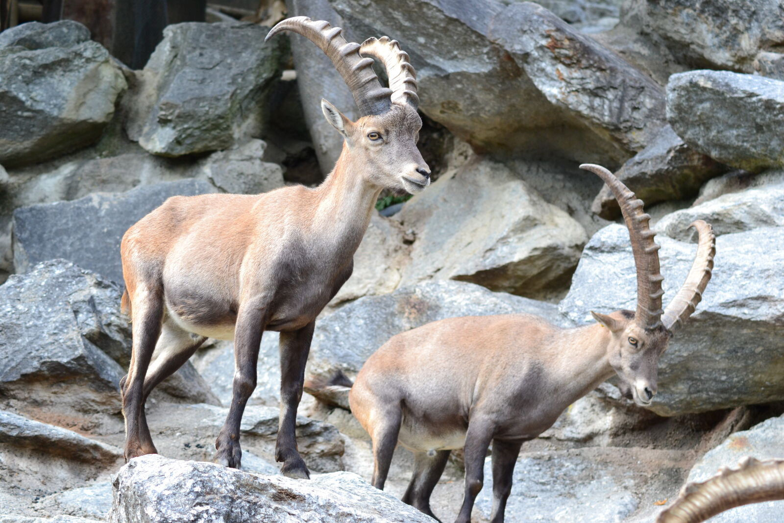 Nikon D3100 sample photo. Alps, buck, climbing, rock photography