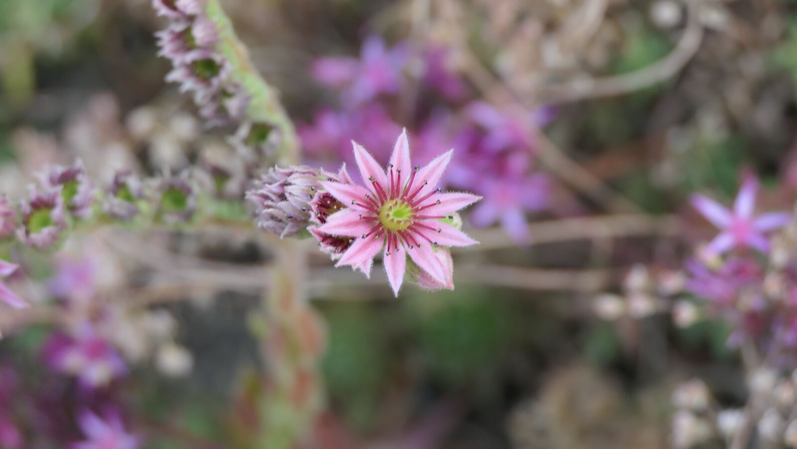 Panasonic Lumix DMC-FZ2500 (Lumix DMC-FZ2000) sample photo. Flower, pink, sédum photography