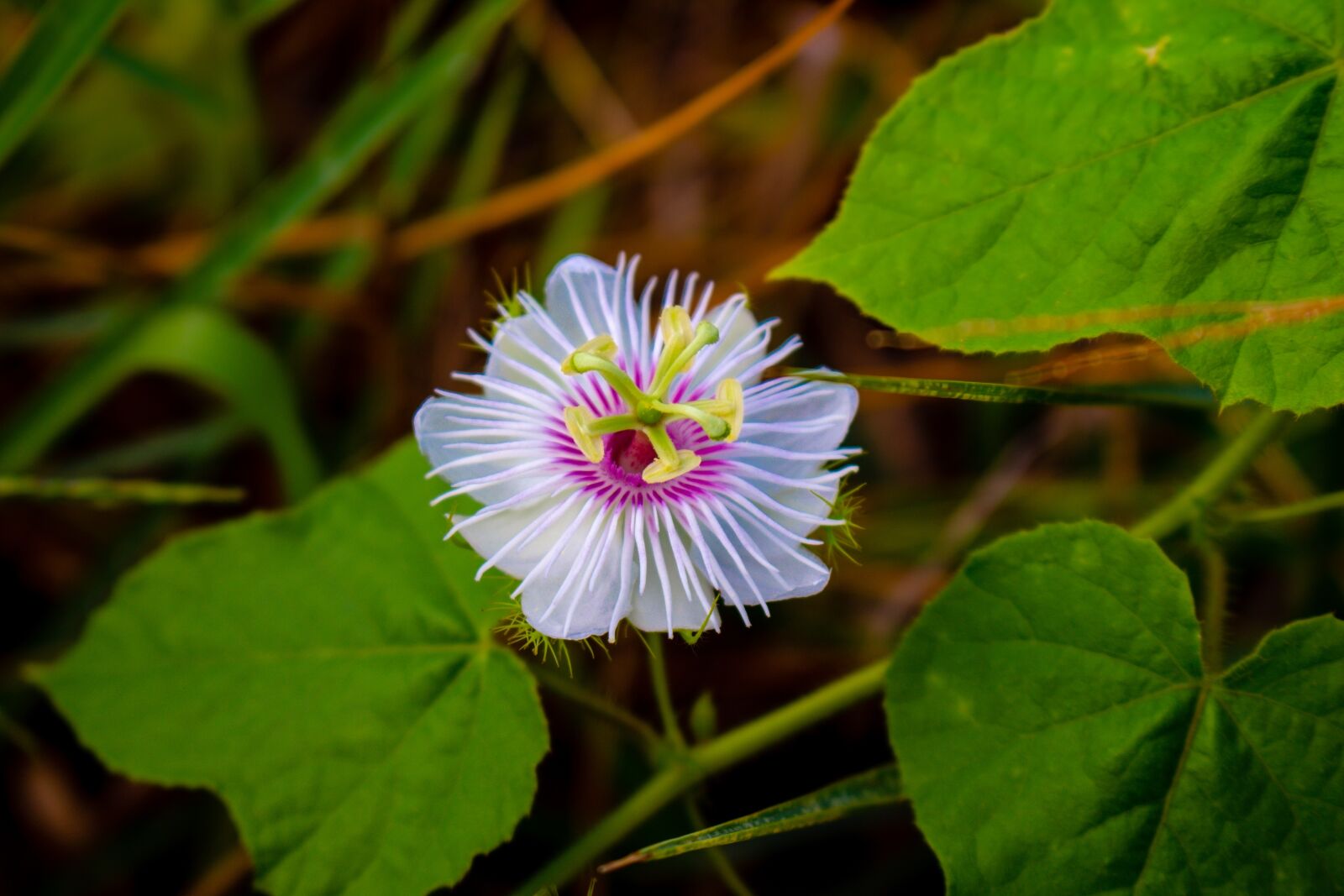Canon EOS 700D (EOS Rebel T5i / EOS Kiss X7i) sample photo. Flowering grass, flower, mead photography