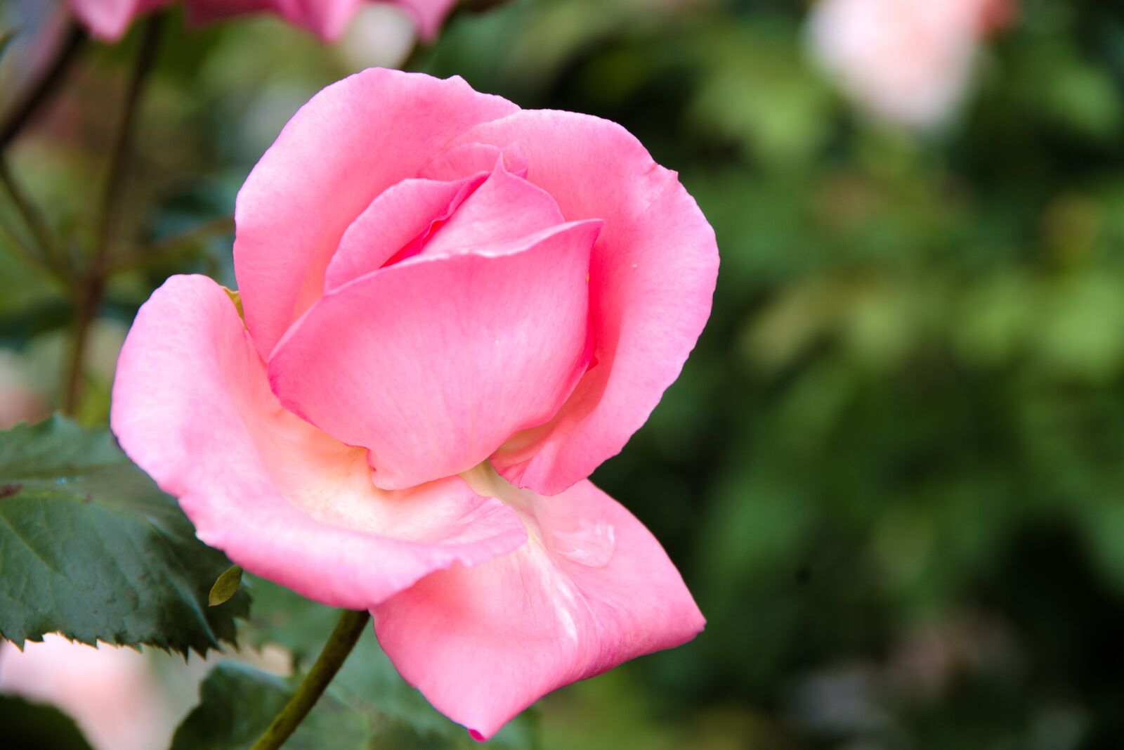 Pentax K-70 sample photo. Rose, blume, rot photography