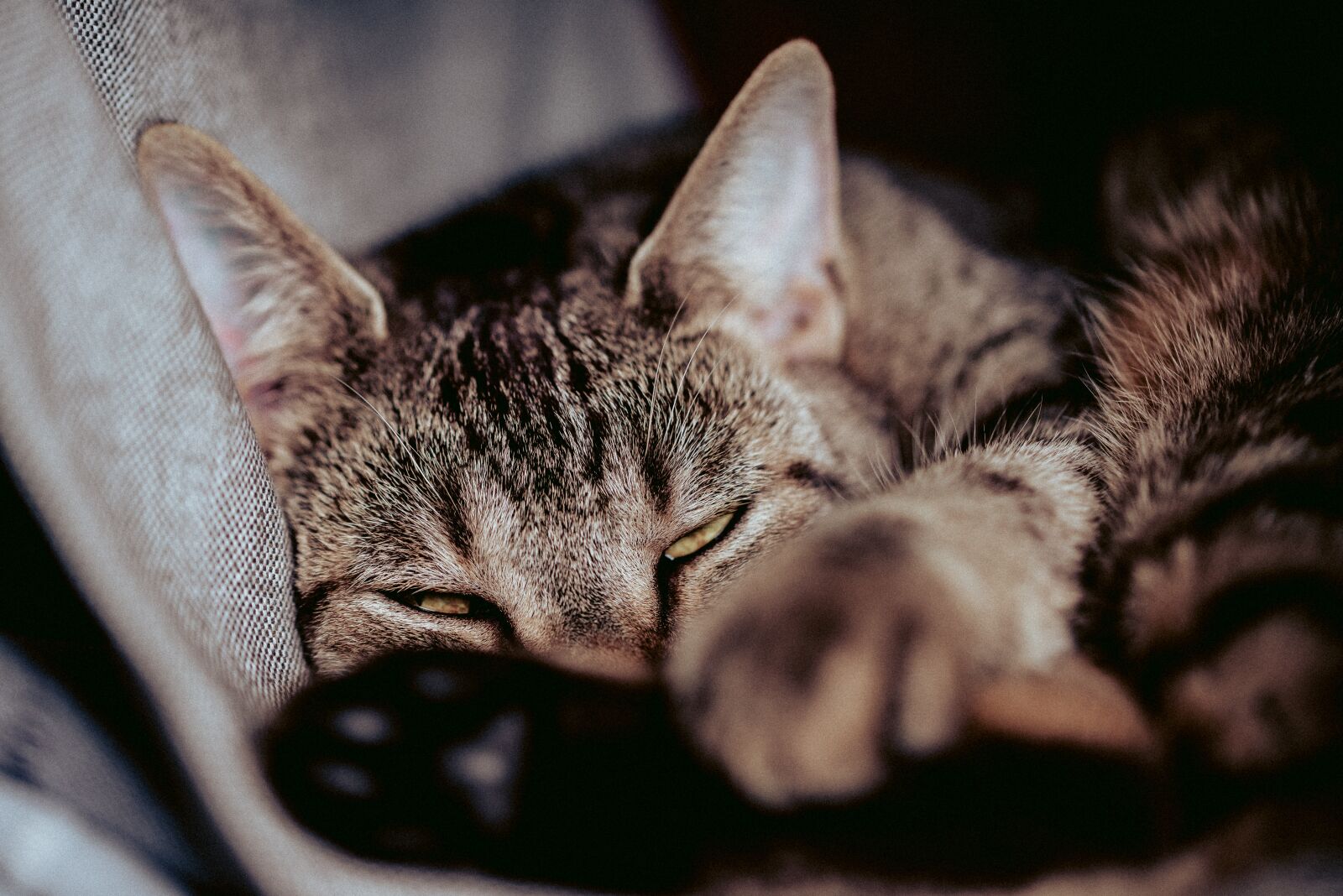 Nikon D800 sample photo. Cat, cat's eyes, pet photography