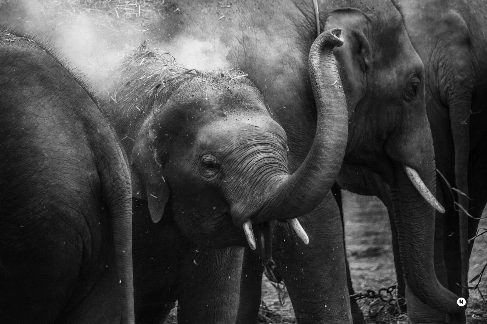 Canon EOS 7D + Canon EF 70-200mm F4L IS USM sample photo. Animal, close-up, elephant trunk photography