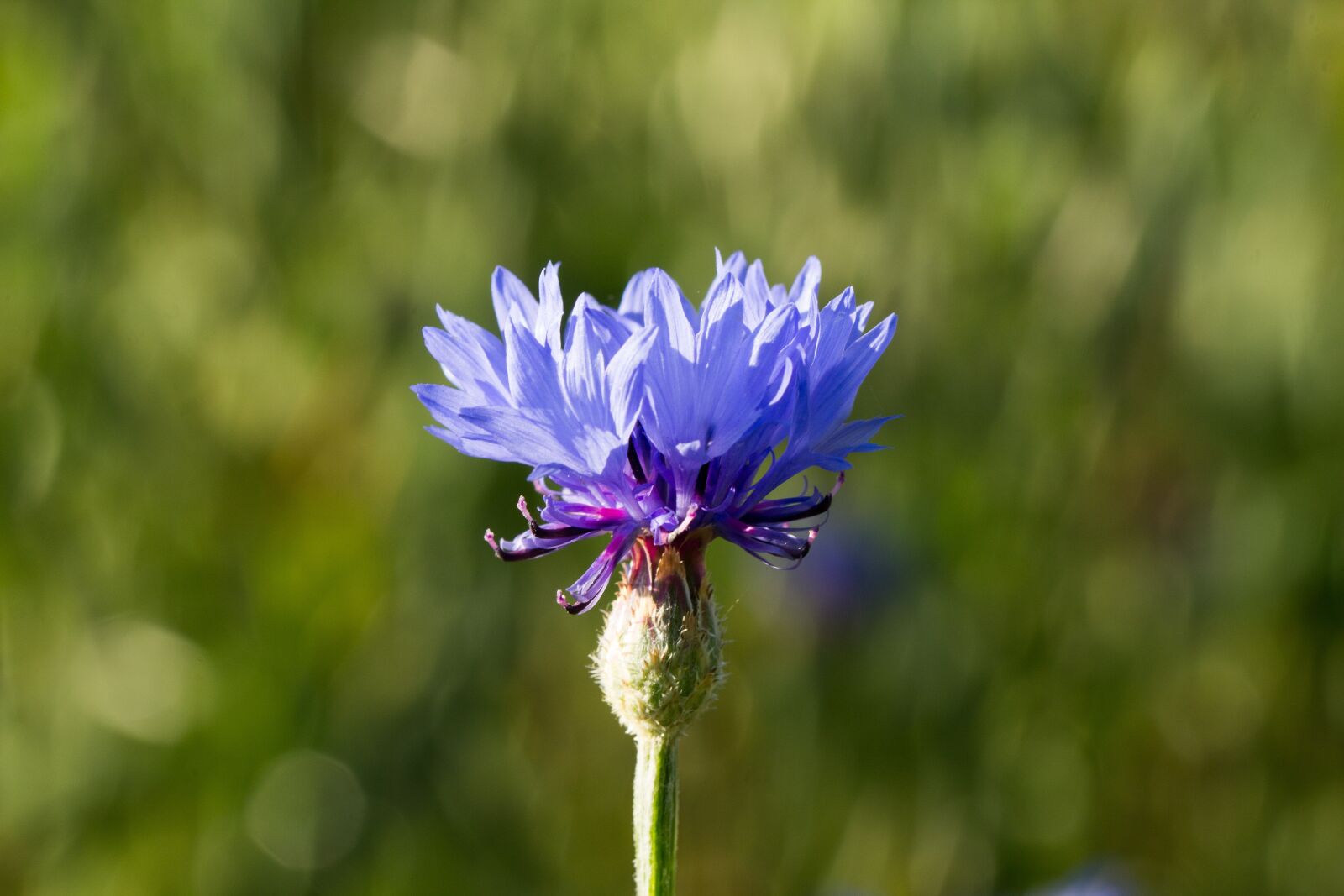 Canon EOS 60D sample photo. Cornflower, nature, flower photography