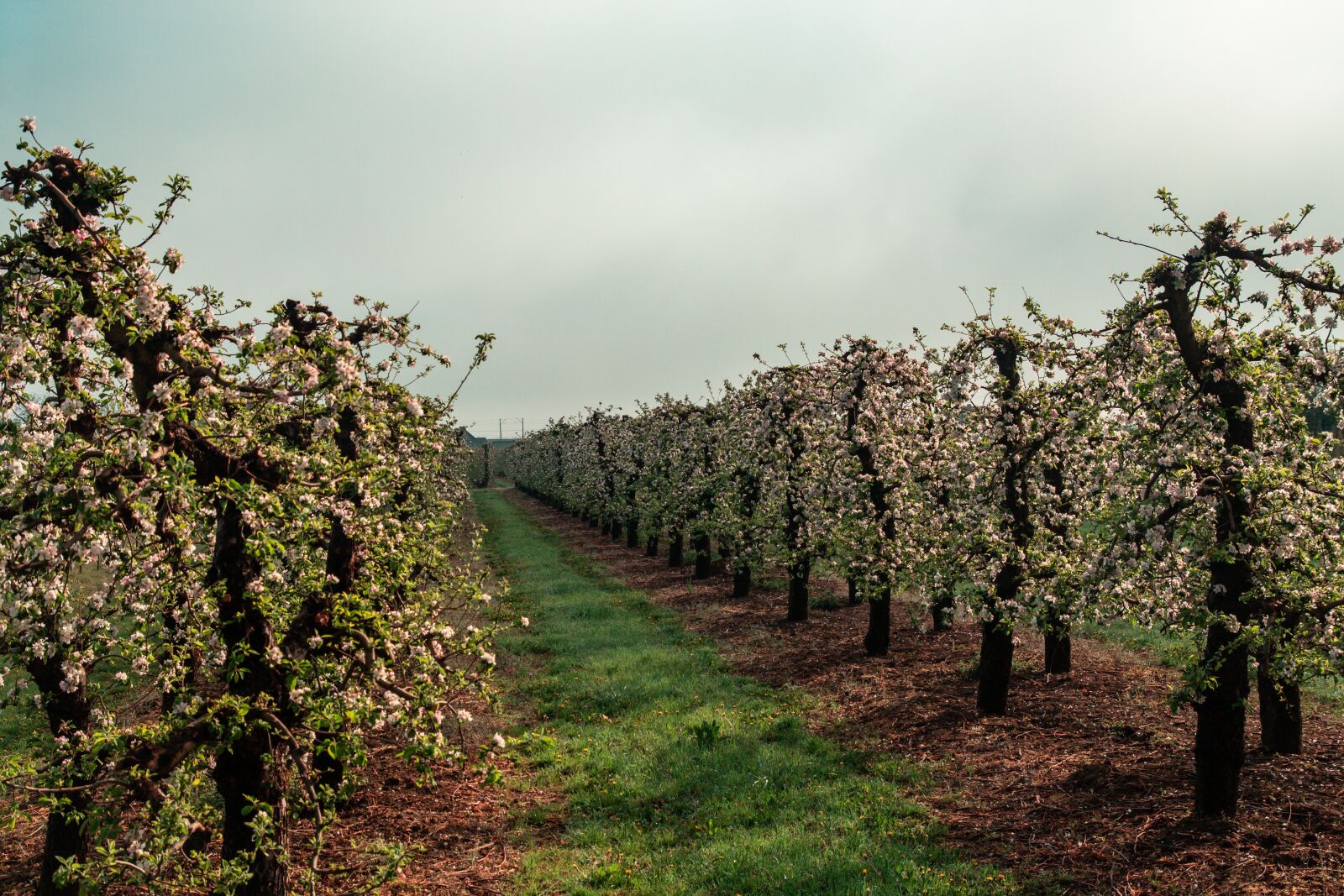 Tamron SP AF 17-50mm F2.8 XR Di II LD Aspherical (IF) sample photo. Sad, tree, apple trees photography