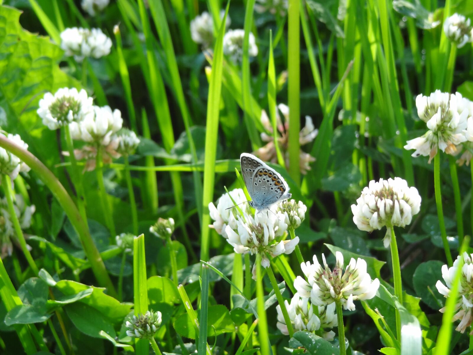 Sony Cyber-shot DSC-HX9V sample photo. Nature, sun, summer photography