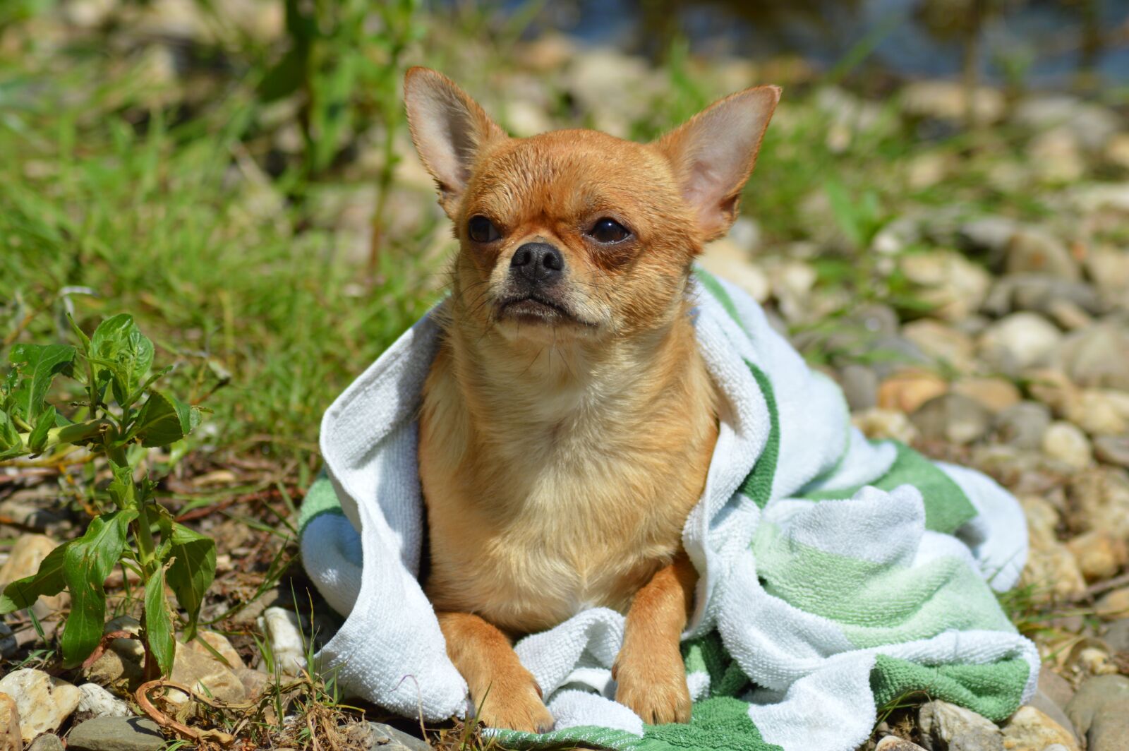 Nikon D3200 sample photo. Dog, chihuahua, chiwawa photography