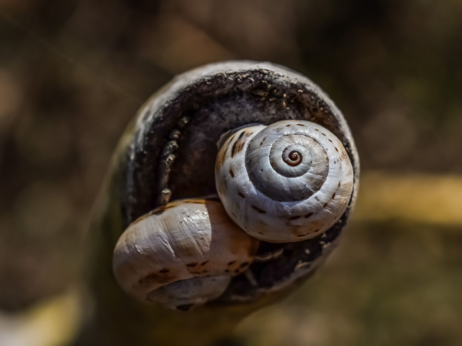 Nikon D3300 sample photo. Shell, snail, nature photography