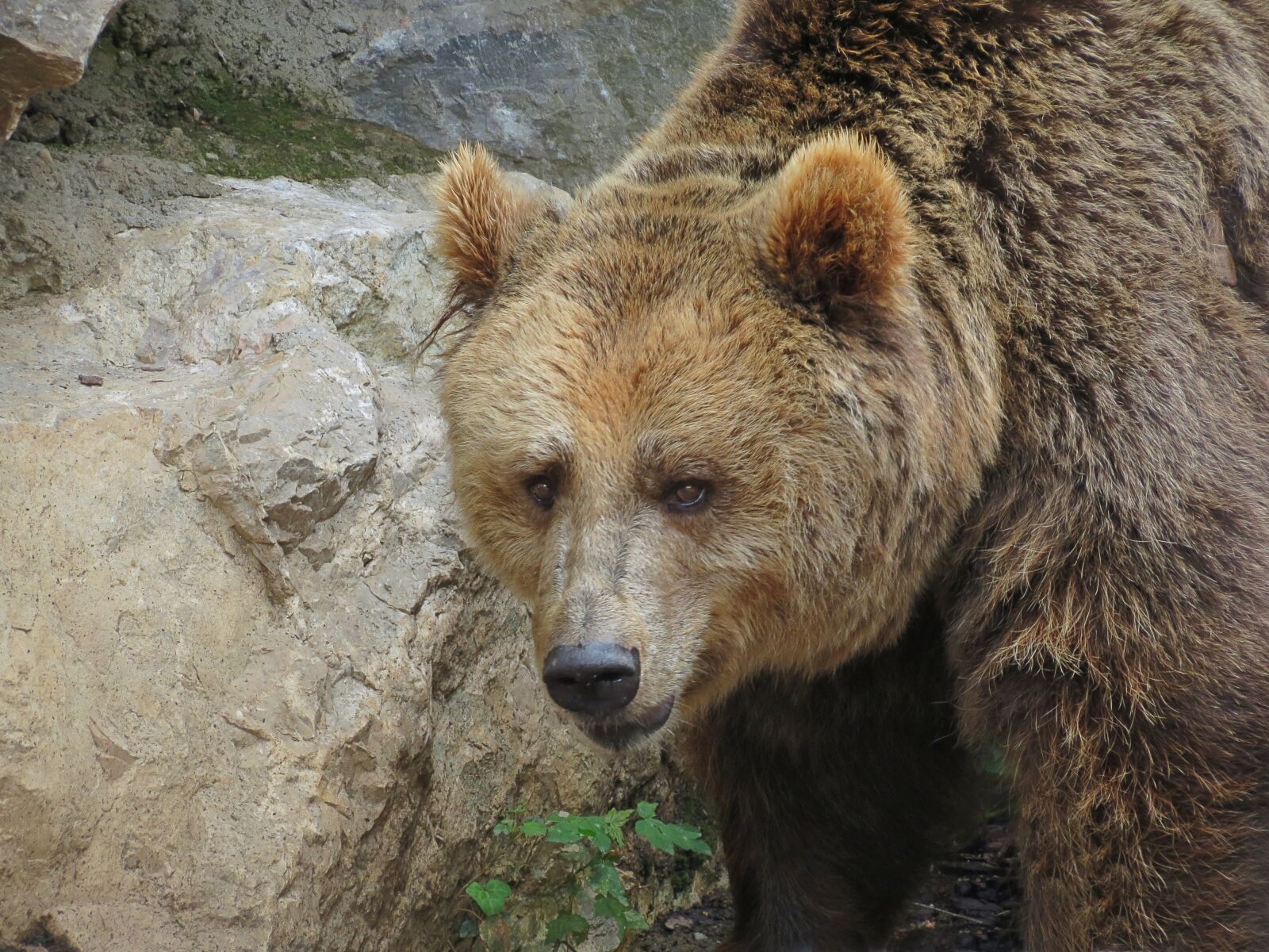 Canon PowerShot SX40 HS sample photo. Zoo, the brown bear photography