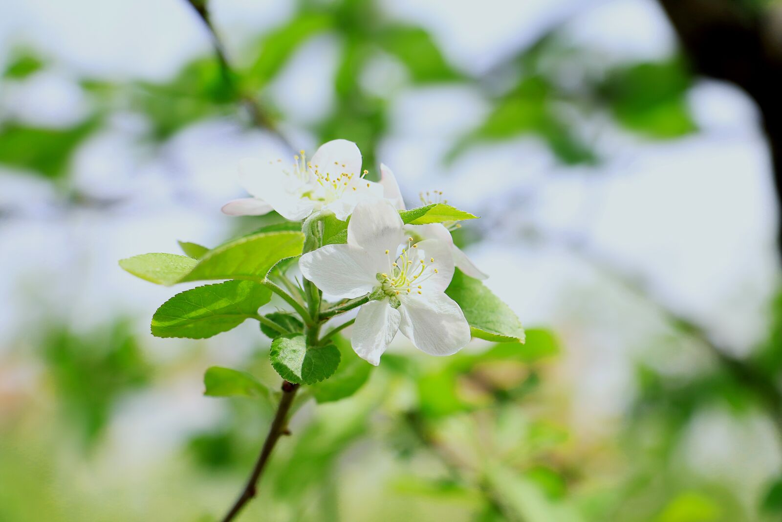 Canon EOS 70D sample photo. Apple blossom, natural, plant photography