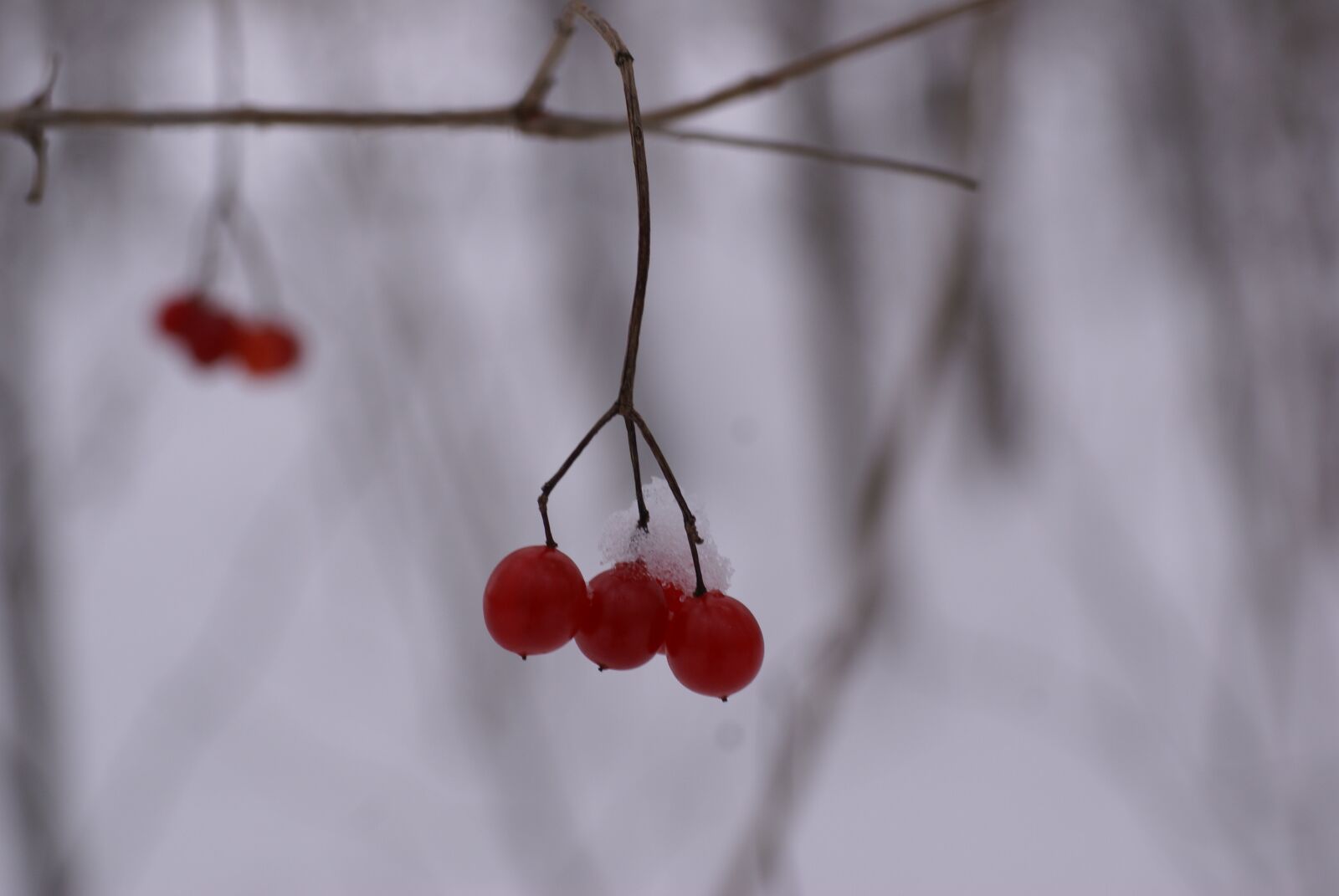 Sony Alpha DSLR-A100 sample photo. Rowan, winter, berry photography