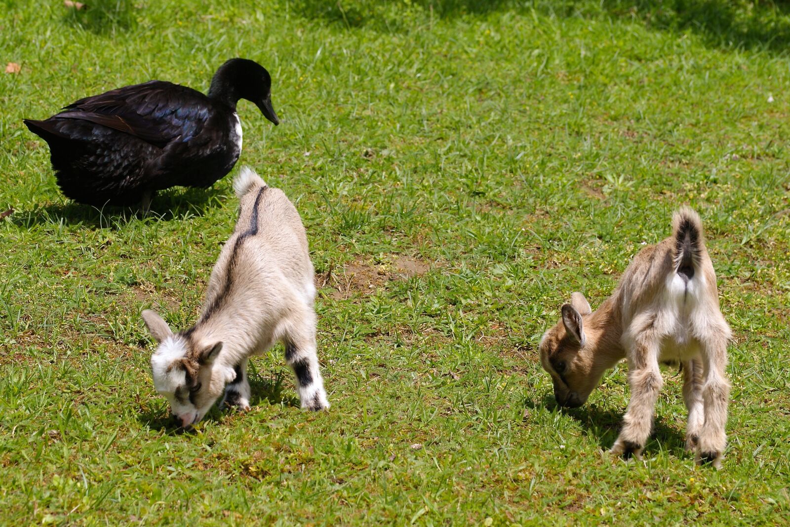 Sony Alpha DSLR-A350 sample photo. Petting zoo, kid, duck photography