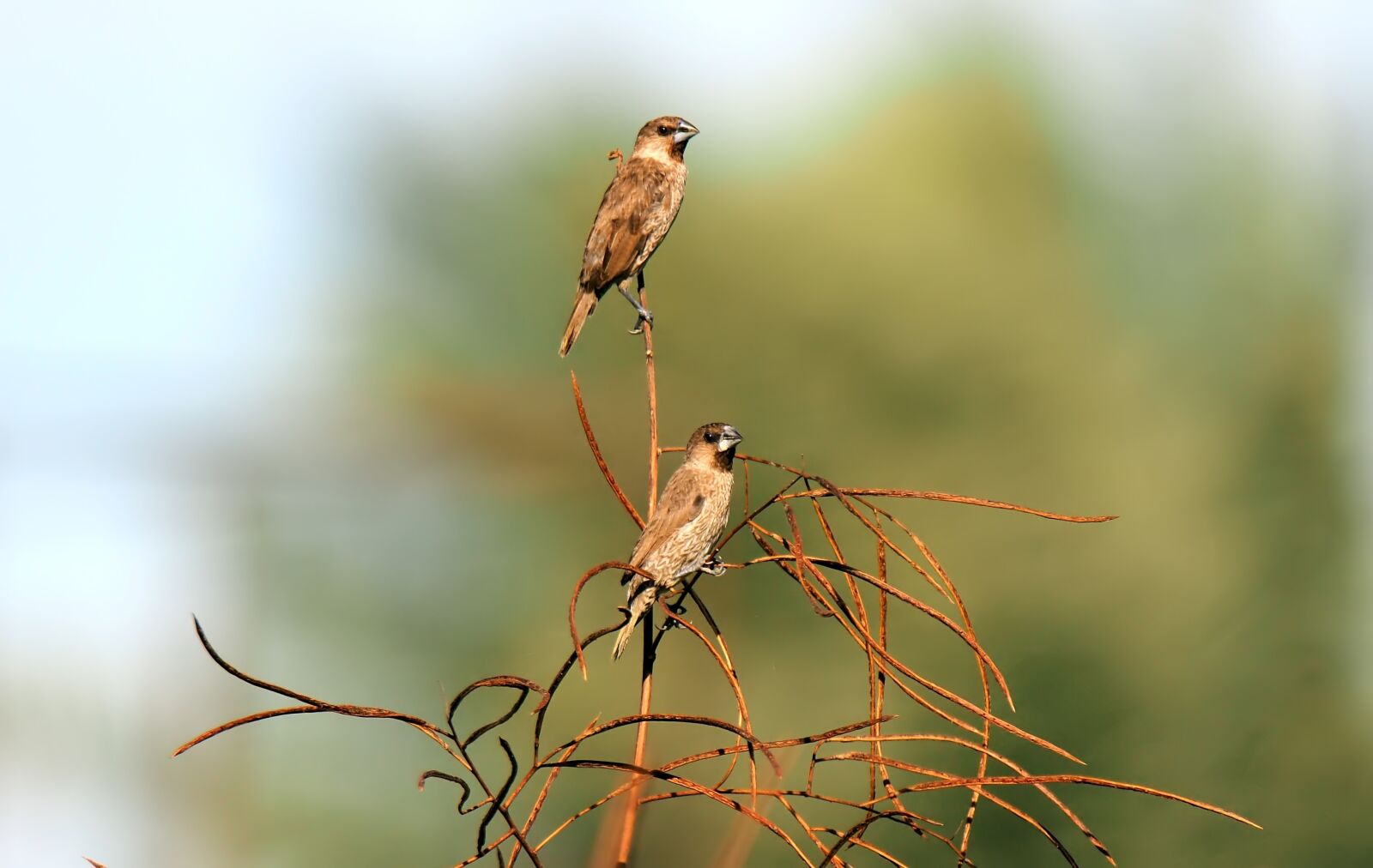 Olympus OM-D E-M1 sample photo. Birds, wild, wildlife photography