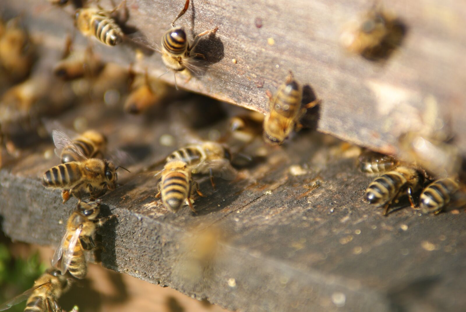 Sony Alpha DSLR-A230 sample photo. Hive, bees, beekeeper photography