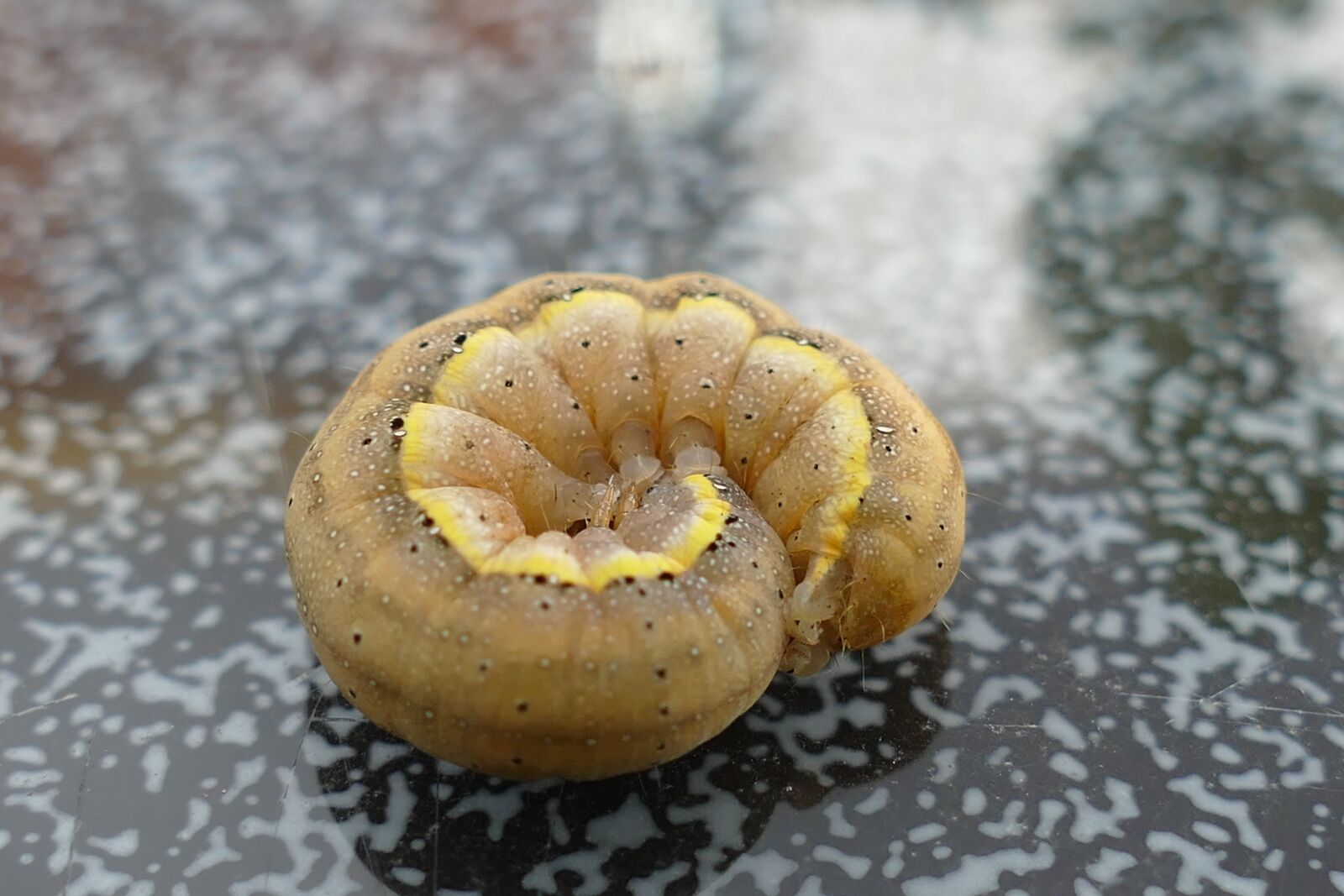Panasonic Lumix DMC-FZ1000 sample photo. Caterpillar, stage of development photography