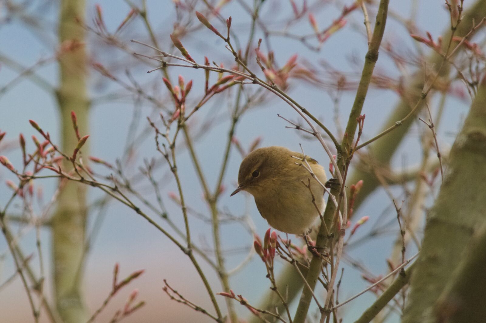 Nikon D90 sample photo. Chiffchaff, phylloscopus collybita, warbler photography