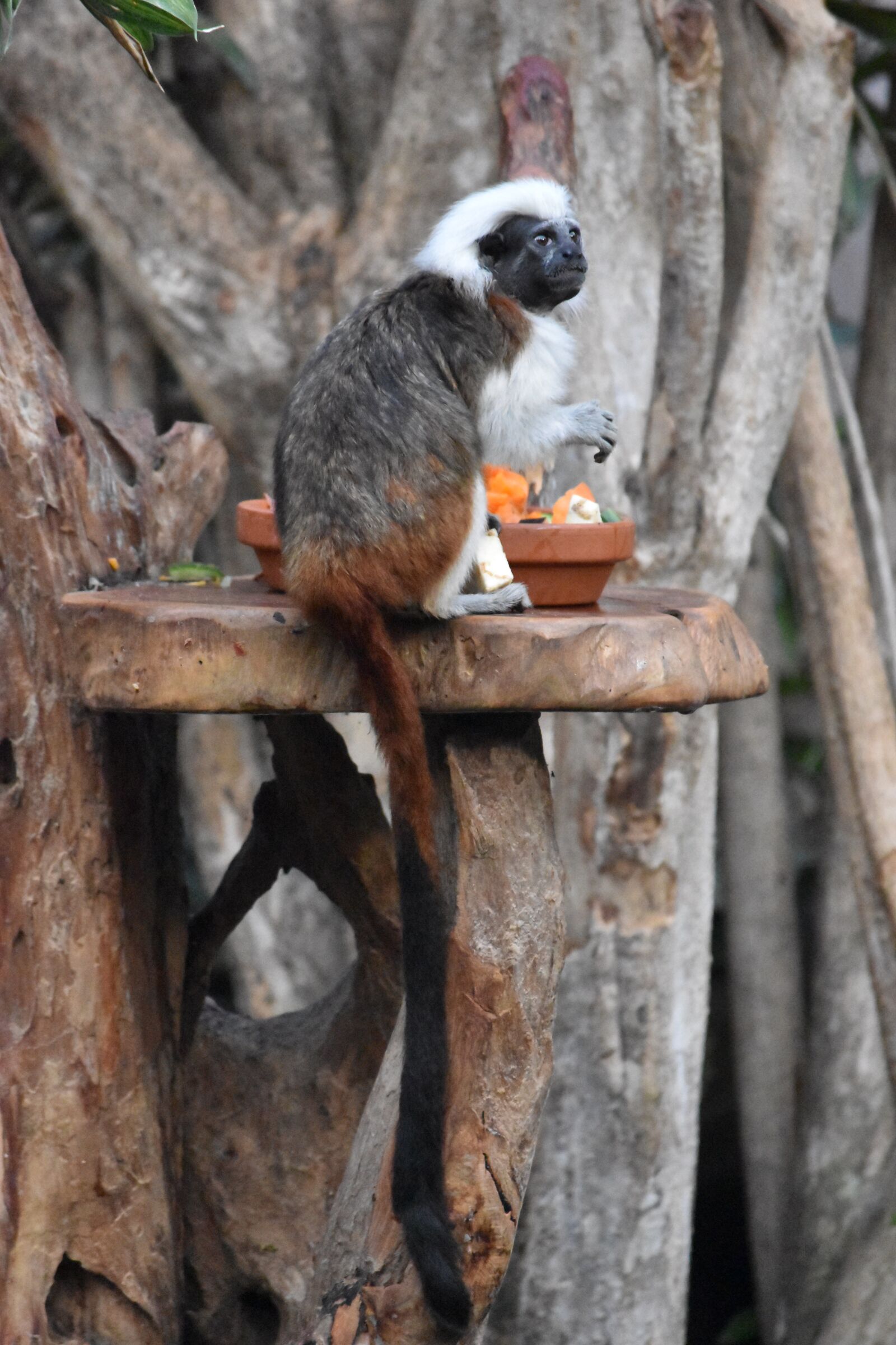 Nikon D5500 sample photo. Monkey, fun, cute photography