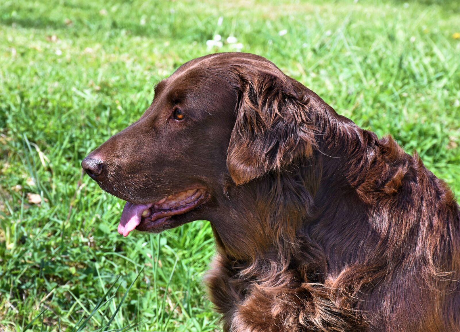 Nikon D7200 sample photo. Dog, brown, irish setter photography