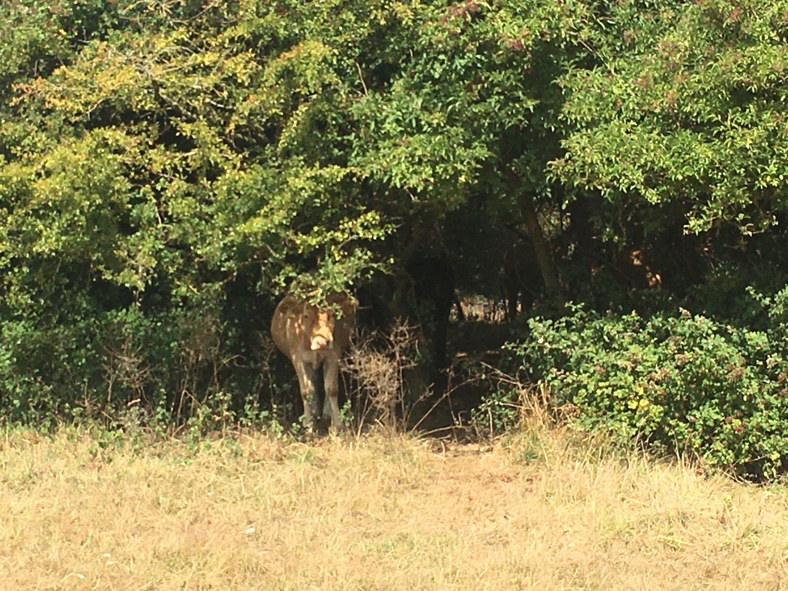iPhone 6s Plus back camera 4.15mm f/2.2 sample photo. Cow, hiding, cover photography