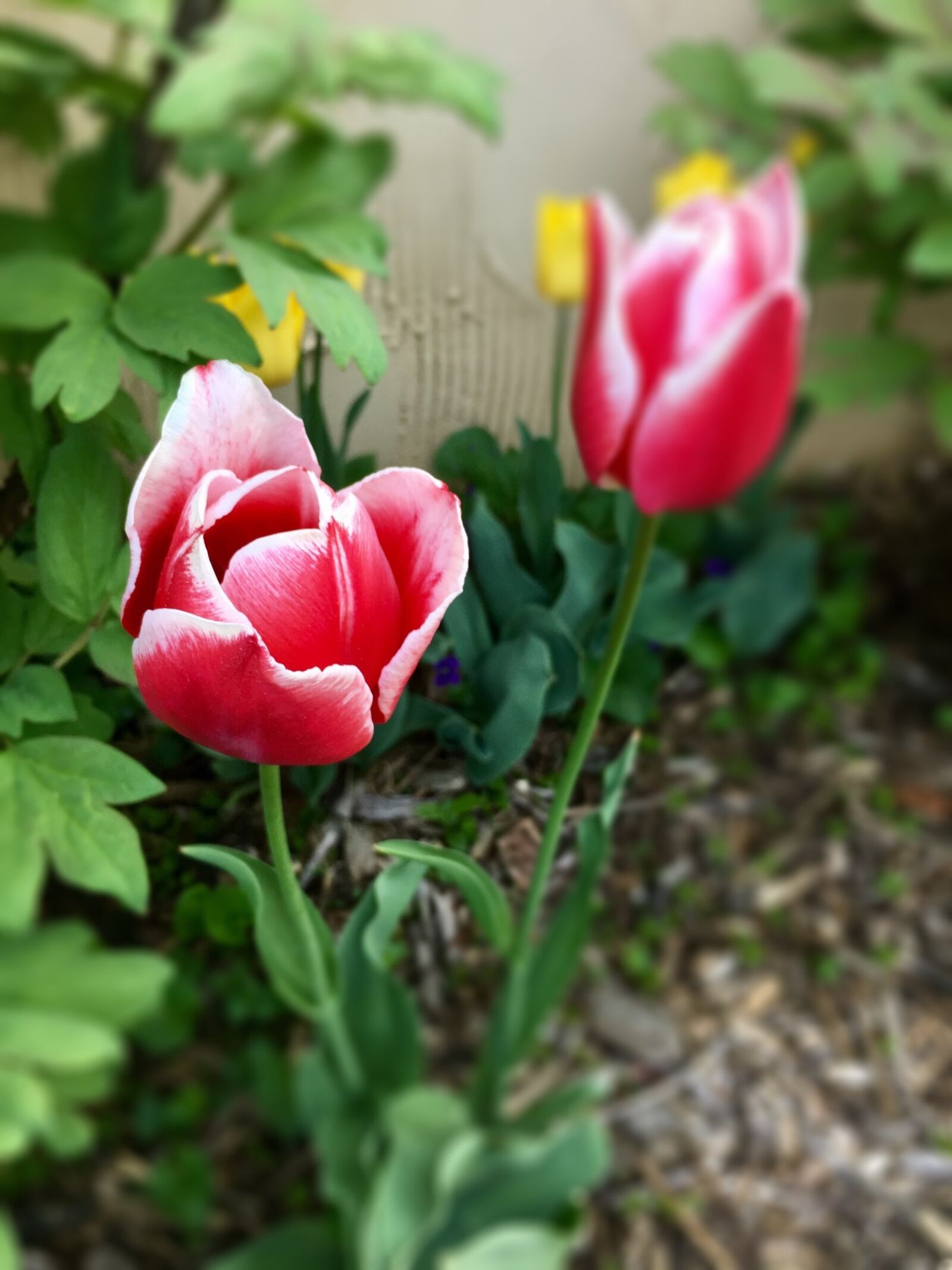 iPhone 6s Plus back camera 4.15mm f/2.2 sample photo. Tulip, flower, red photography