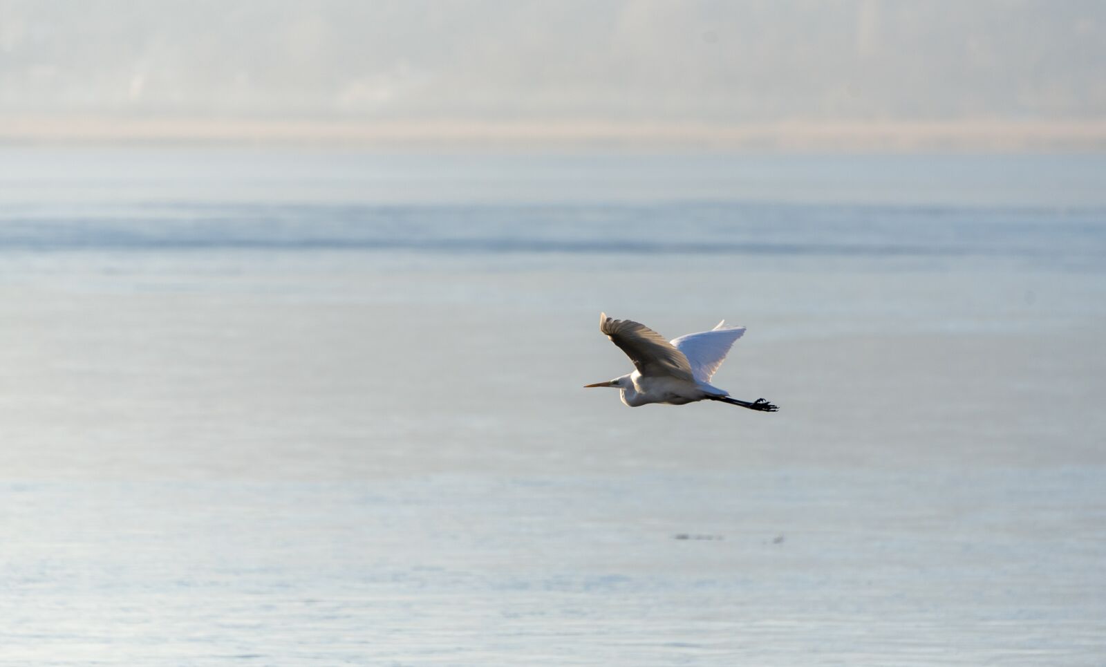 Nikon D750 sample photo. Ice, frozen, birds photography