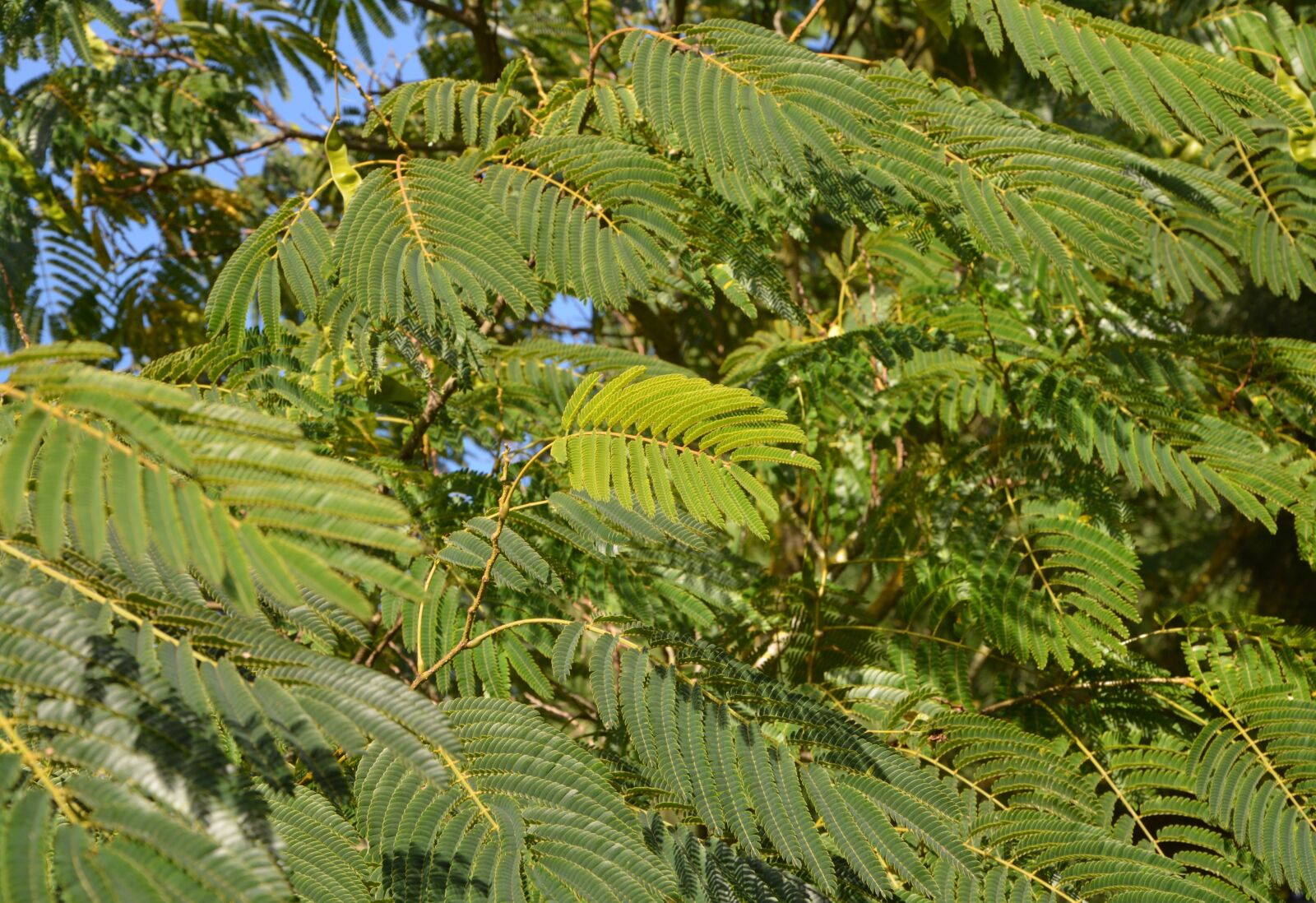 Nikon D5200 sample photo. Green foliage, tree, ornamental photography