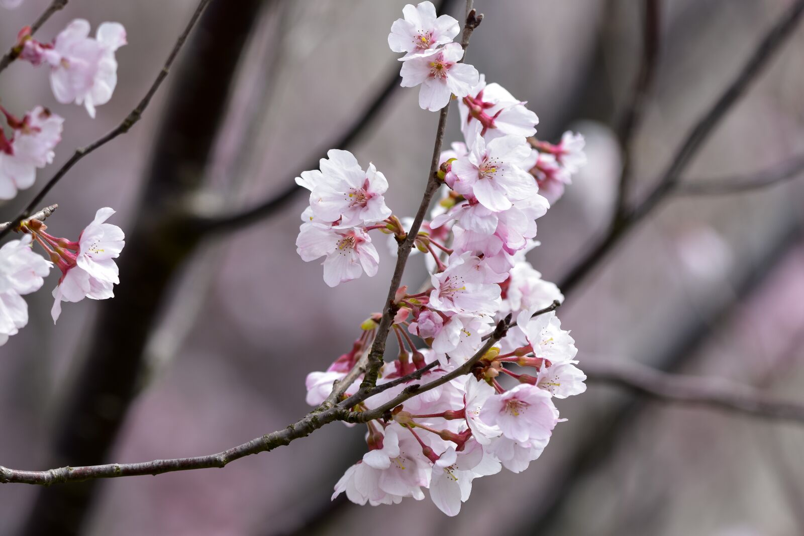 Nikon D7200 sample photo. Natural, landscape, plant photography