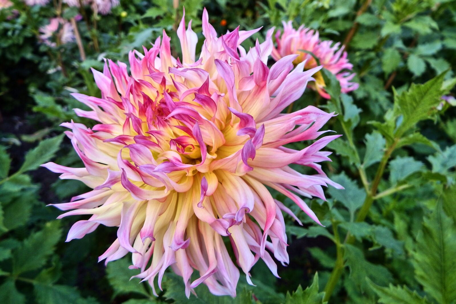 Fujifilm FinePix SL1000 sample photo. Dahlia, georgine, composites photography