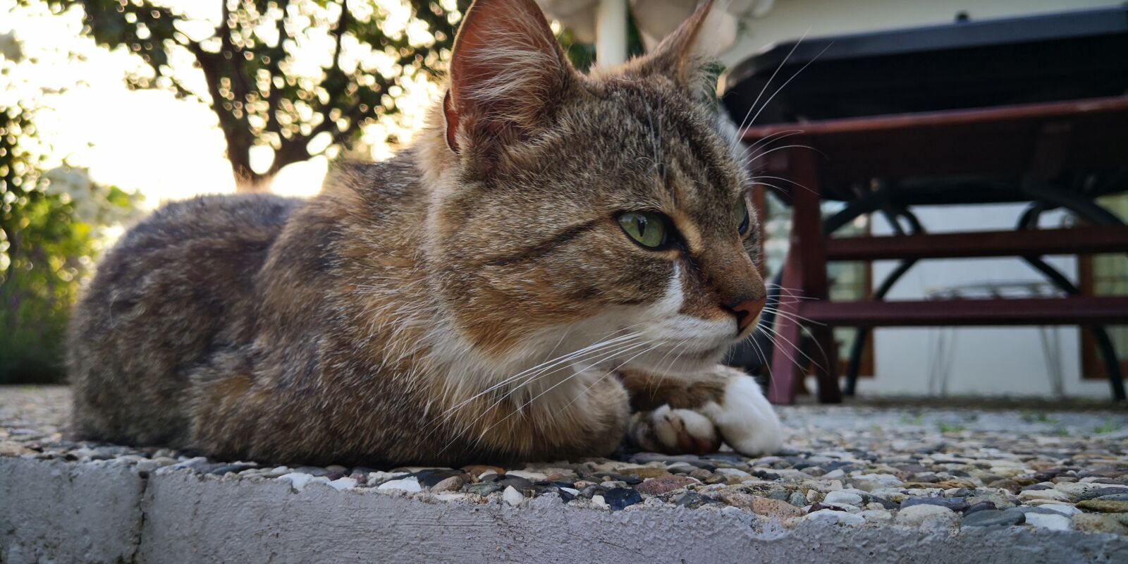 HUAWEI Mate 10 Pro sample photo. Cat, terrace, rest photography