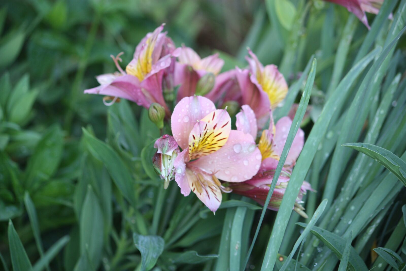Canon EOS 450D (EOS Rebel XSi / EOS Kiss X2) sample photo. Inca lily, flower, nature photography