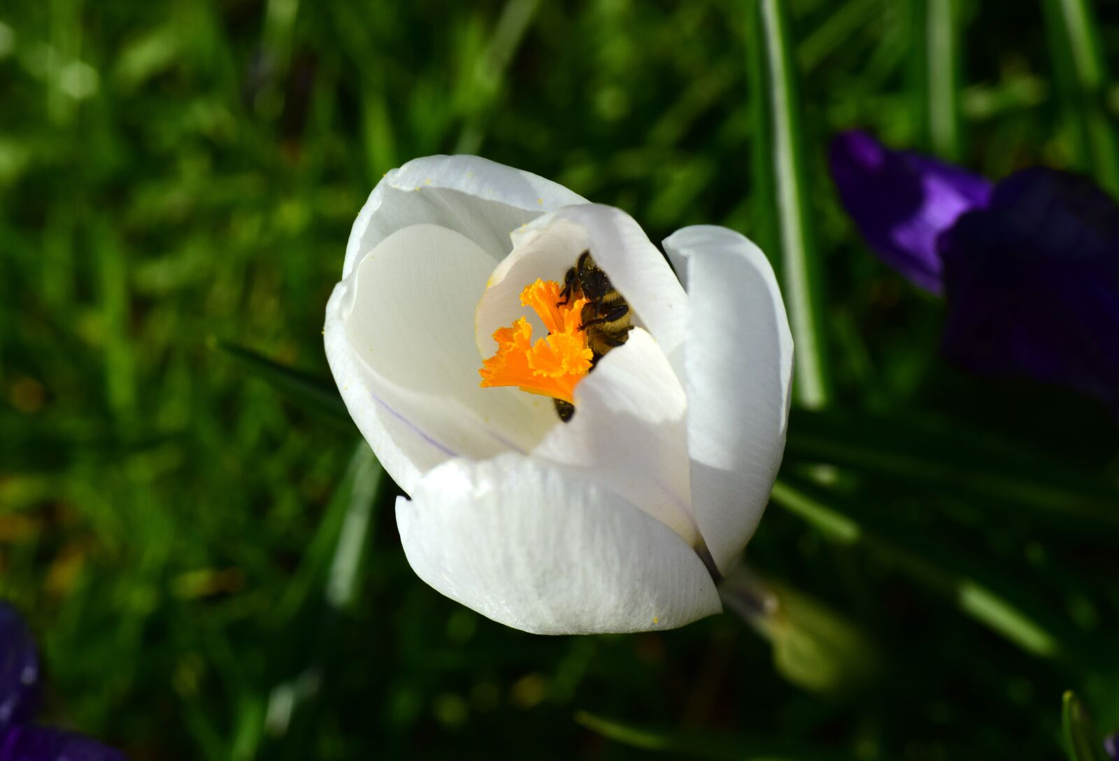 Nikon D3300 sample photo. Crocus, bee, search photography