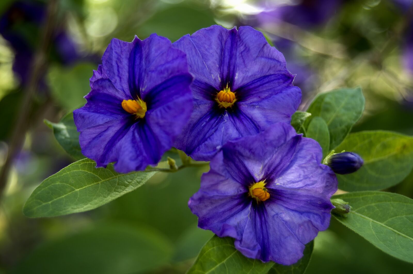Nikon D3200 sample photo. Bush gentian, violet flowers photography