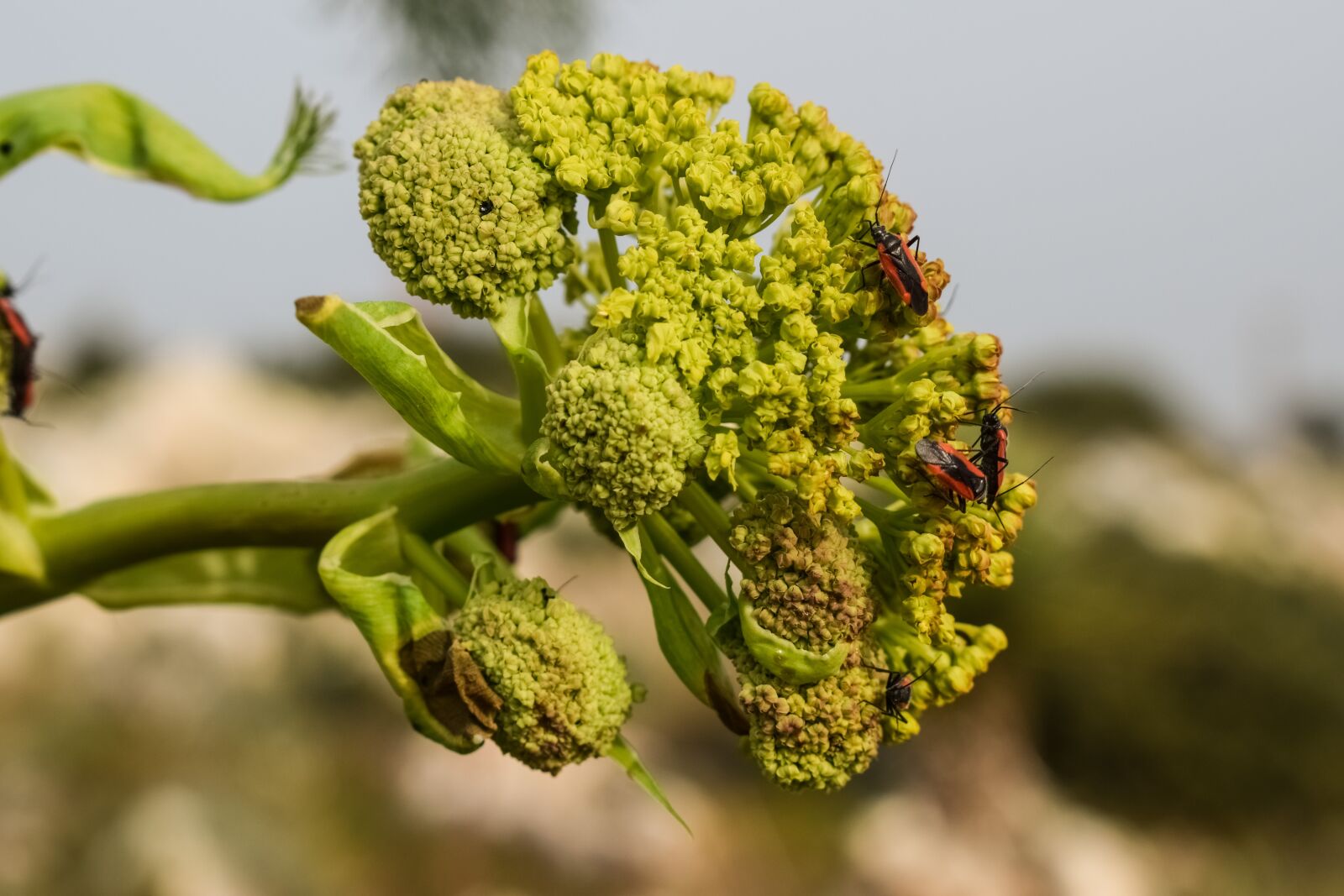 Nikon D3300 sample photo. Inflorescence, flower, beetles photography