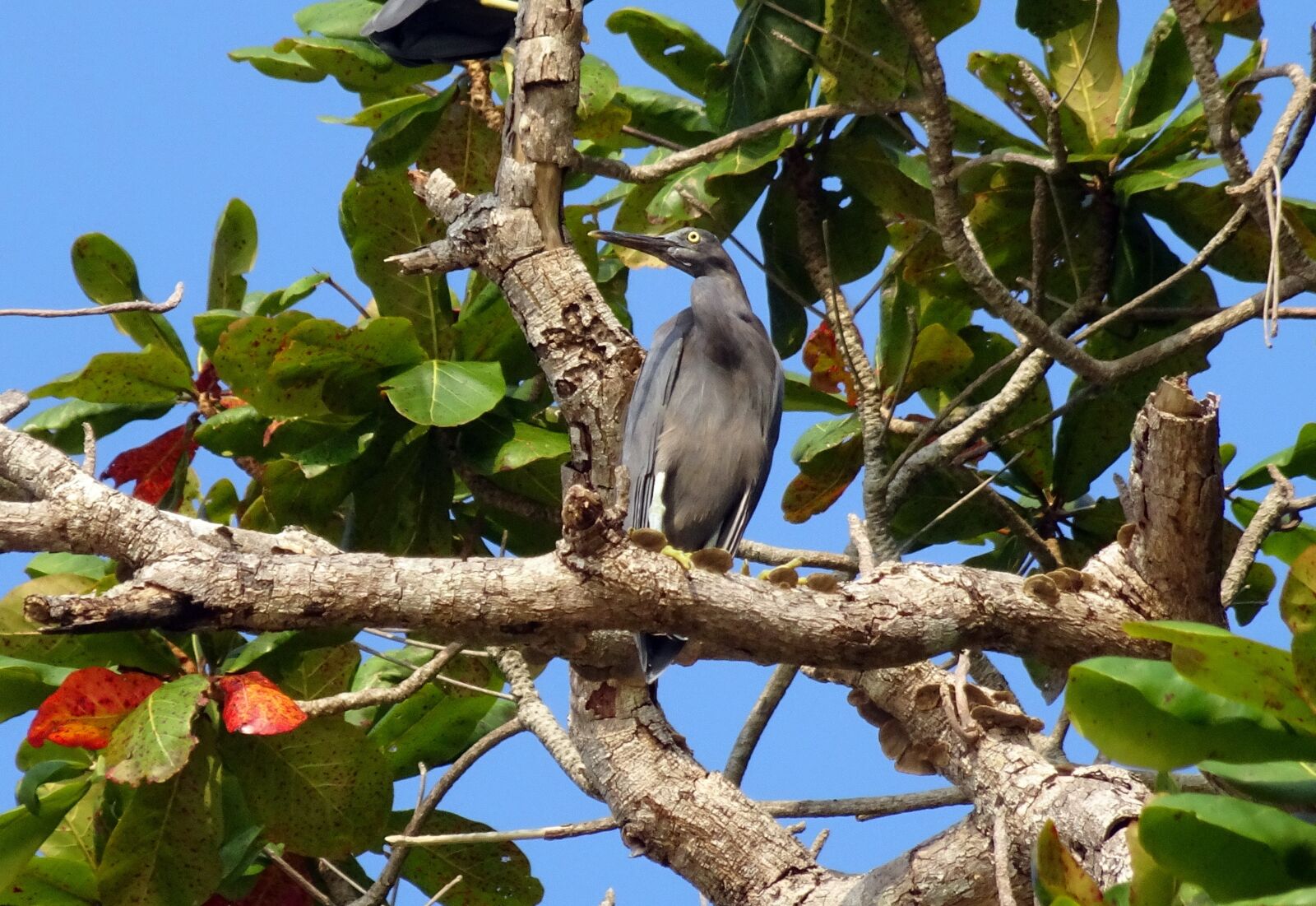 Sony Cyber-shot DSC-HX90V sample photo. Bird, wader, western reef photography