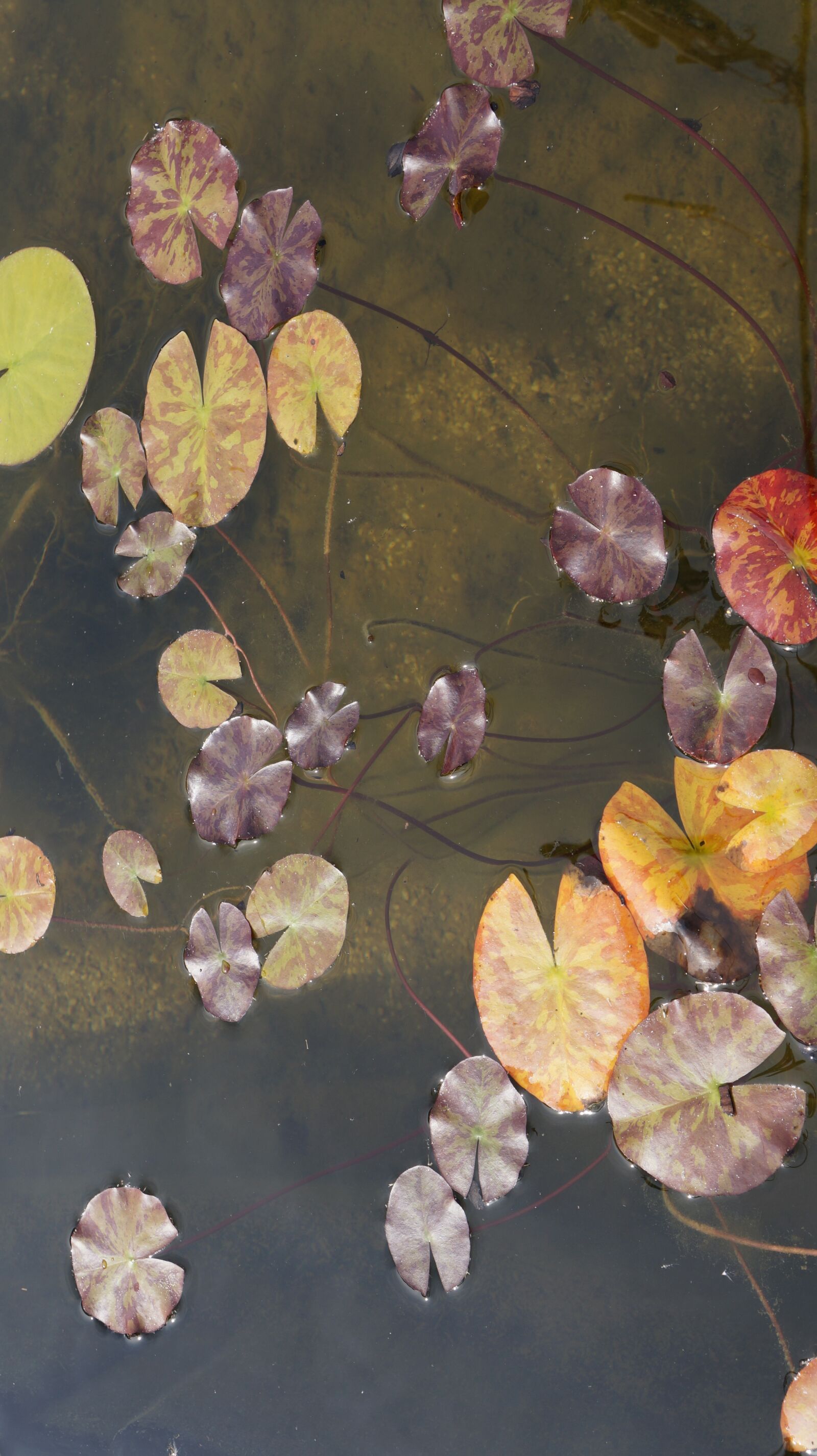 Sony Alpha a3000 sample photo. Water lilies, water, aquatic photography