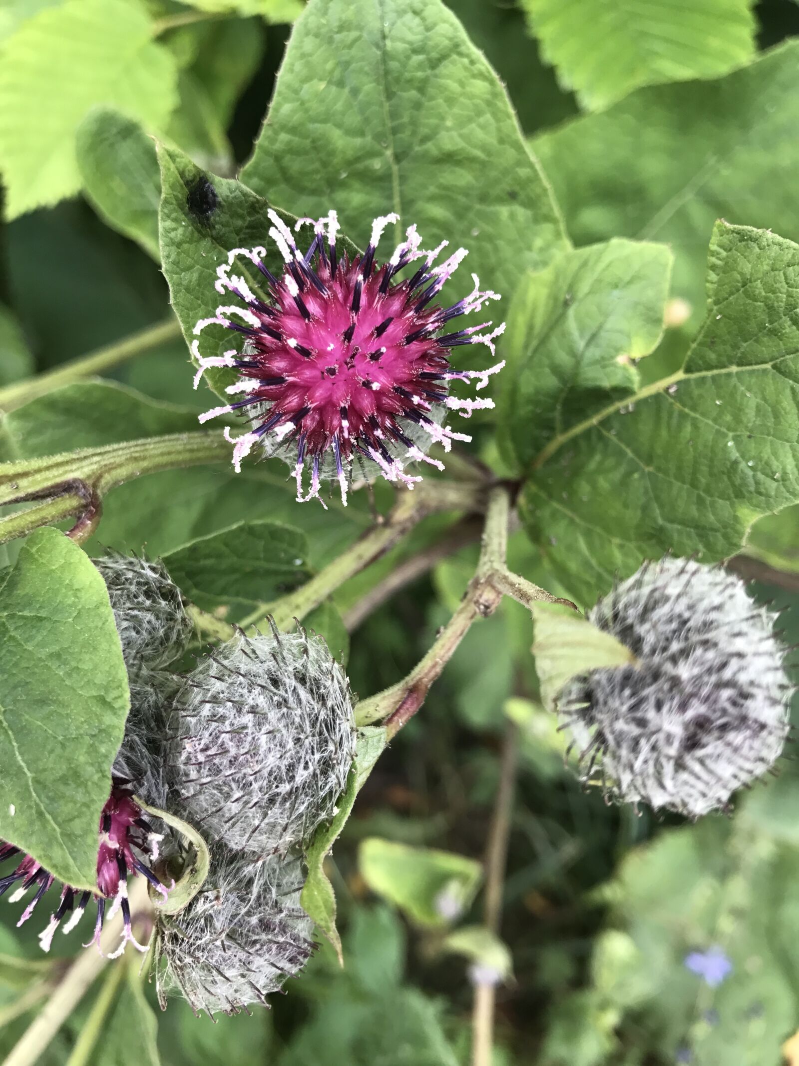 Apple iPhone 7 sample photo. Flower, agrimony, burdock photography