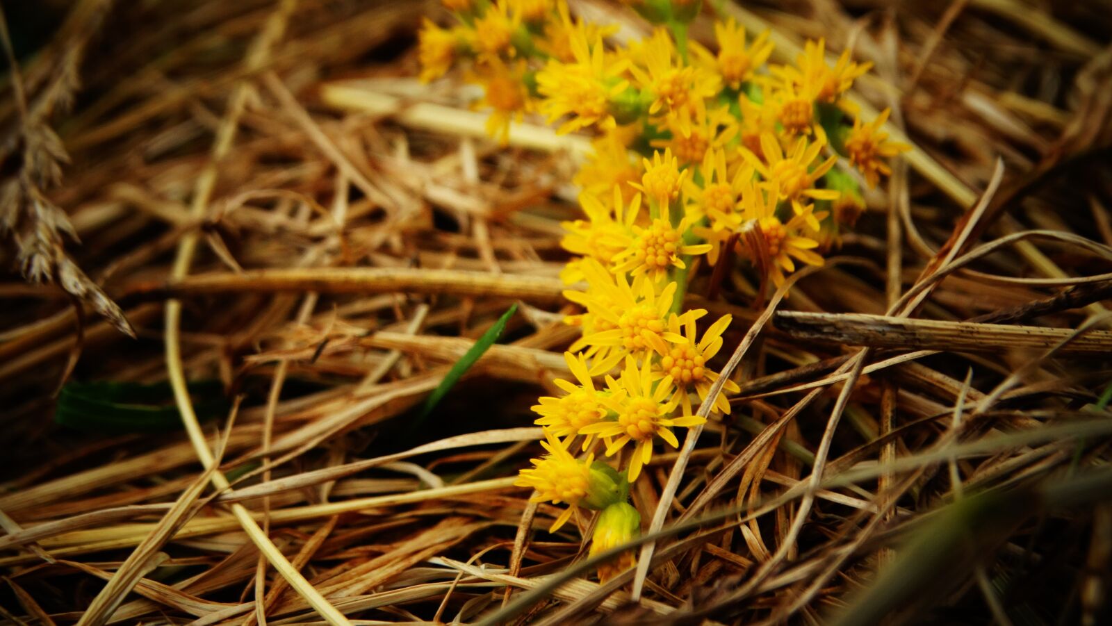 Sony Cyber-shot DSC-HX300 sample photo. Flower, golden rod, hay photography