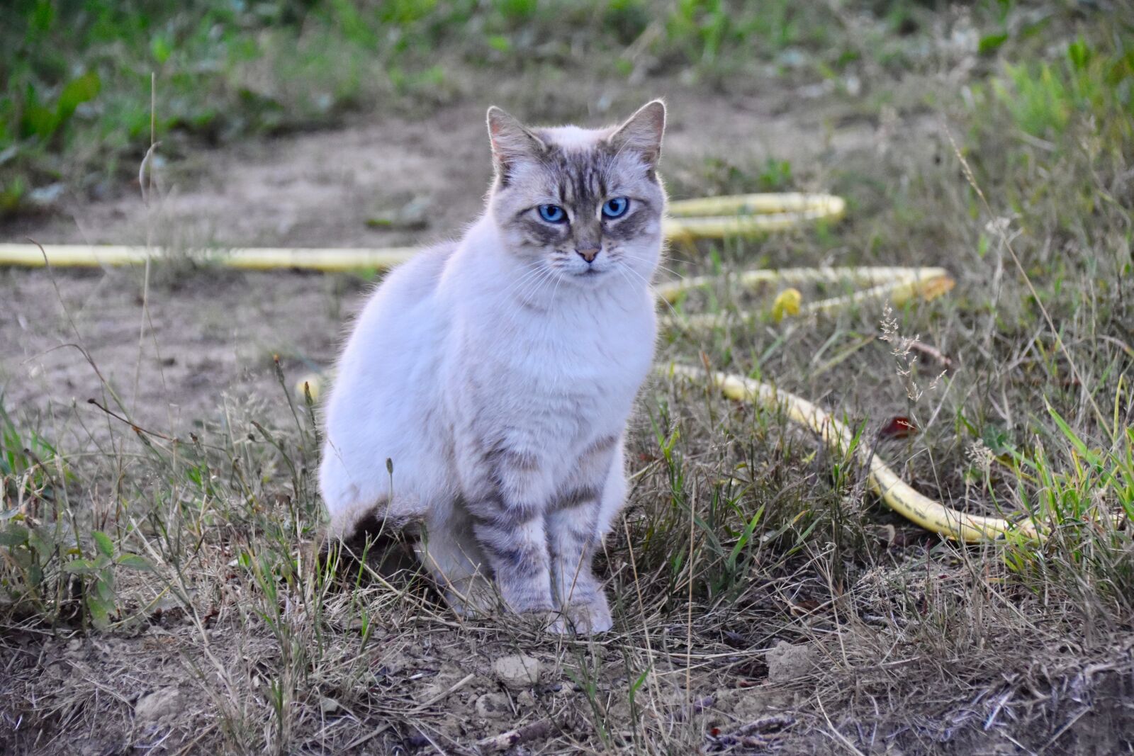 Nikon D5600 sample photo. Cat, alley cat, european photography