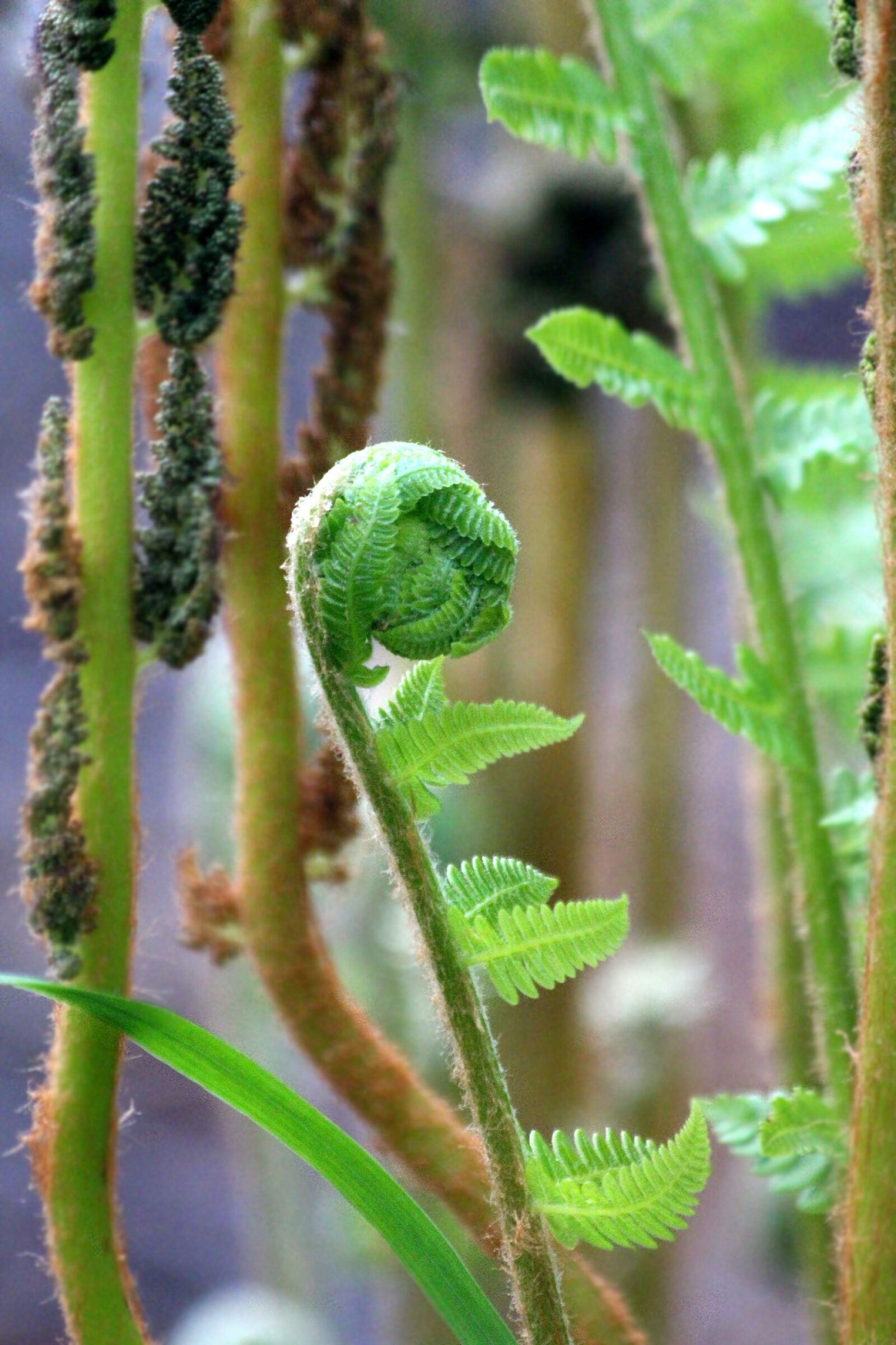 Canon EOS 650D (EOS Rebel T4i / EOS Kiss X6i) sample photo. Fern, sheet, plant photography