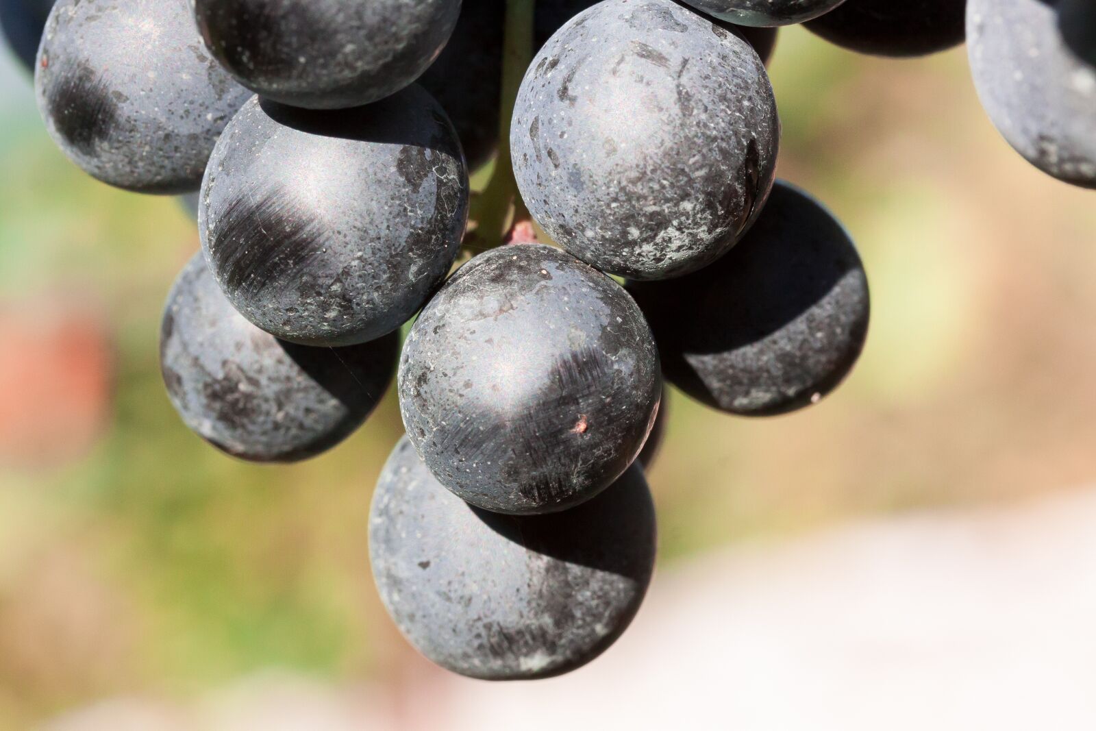 Canon EOS 50D sample photo. Wine, grape, wine harvest photography