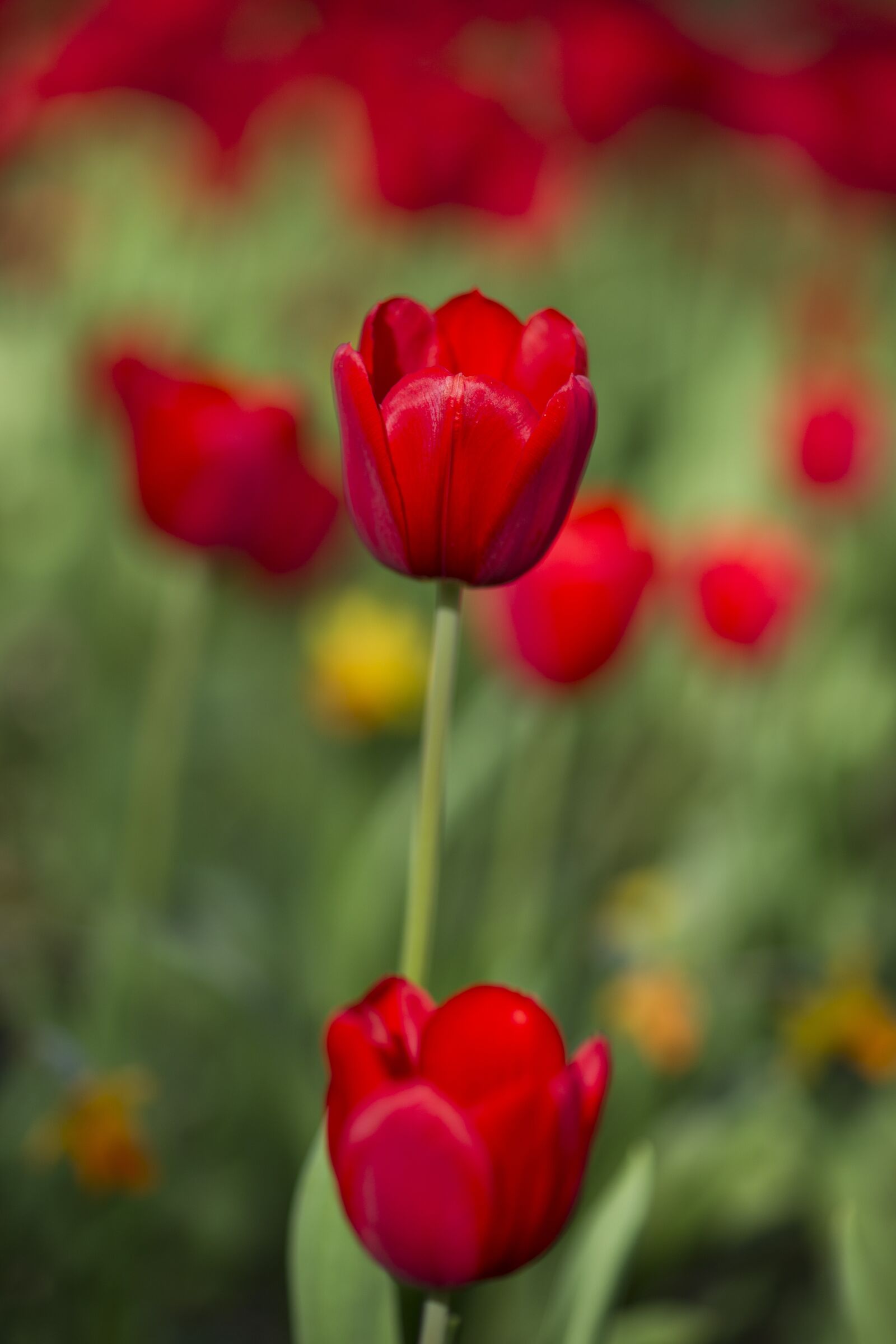 Sony Alpha DSLR-A850 sample photo. Tulips, red, flower photography