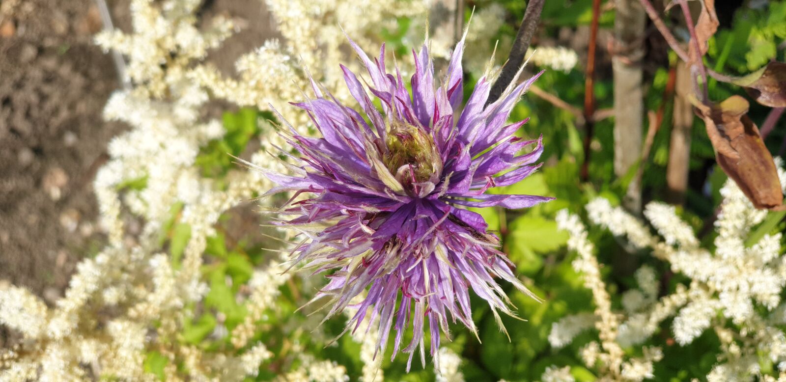 Samsung Galaxy Note9 sample photo. Flowers, garden, purple photography